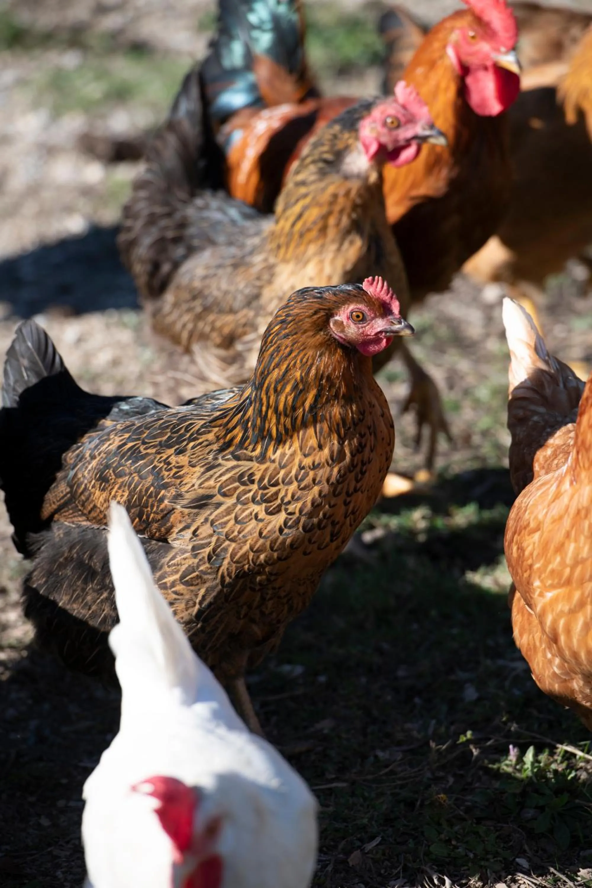 Pets in ECOTurisme Can Buch HOTEL