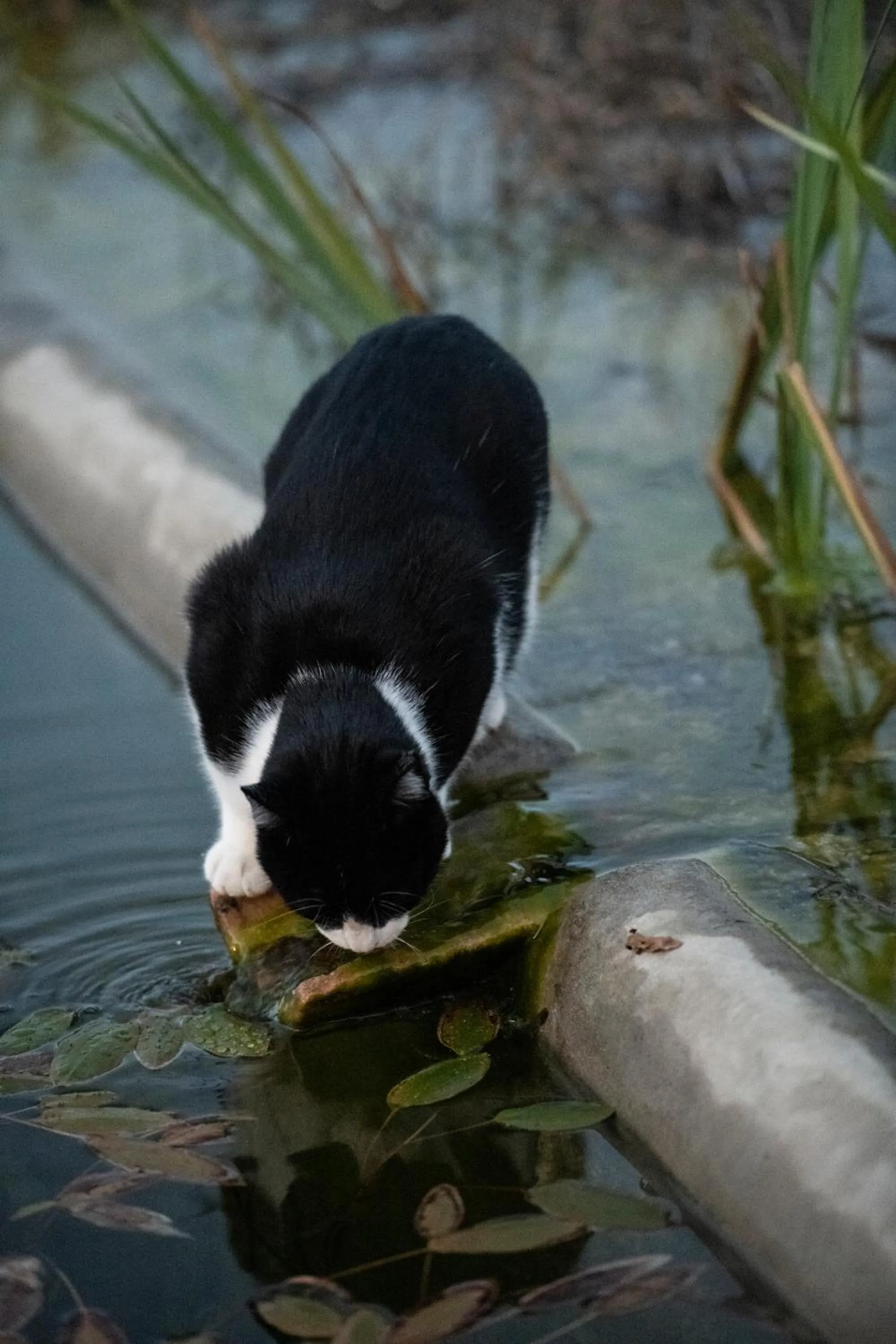 Pets in ECOTurisme Can Buch HOTEL