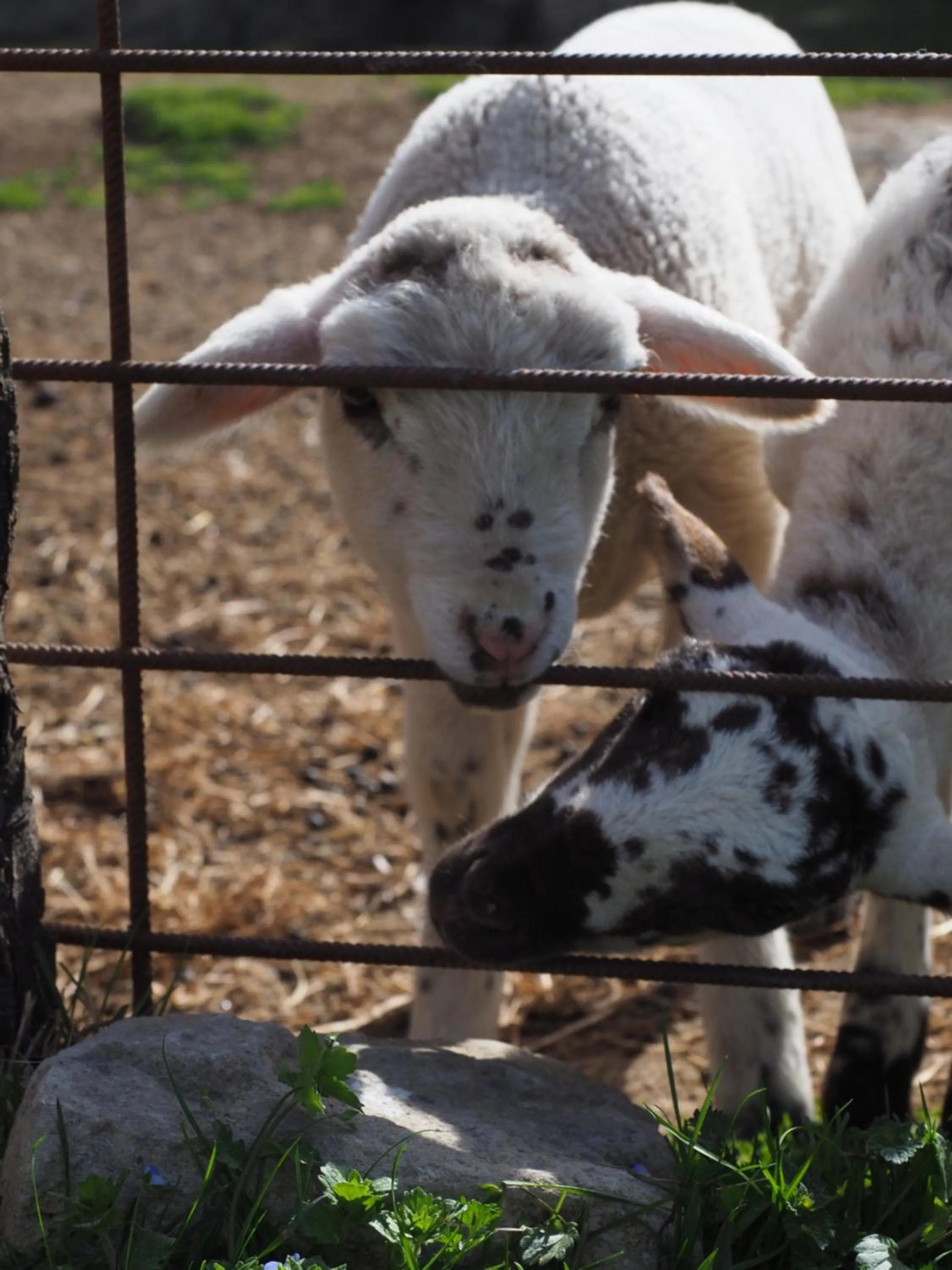 Animals in ECOTurisme Can Buch HOTEL