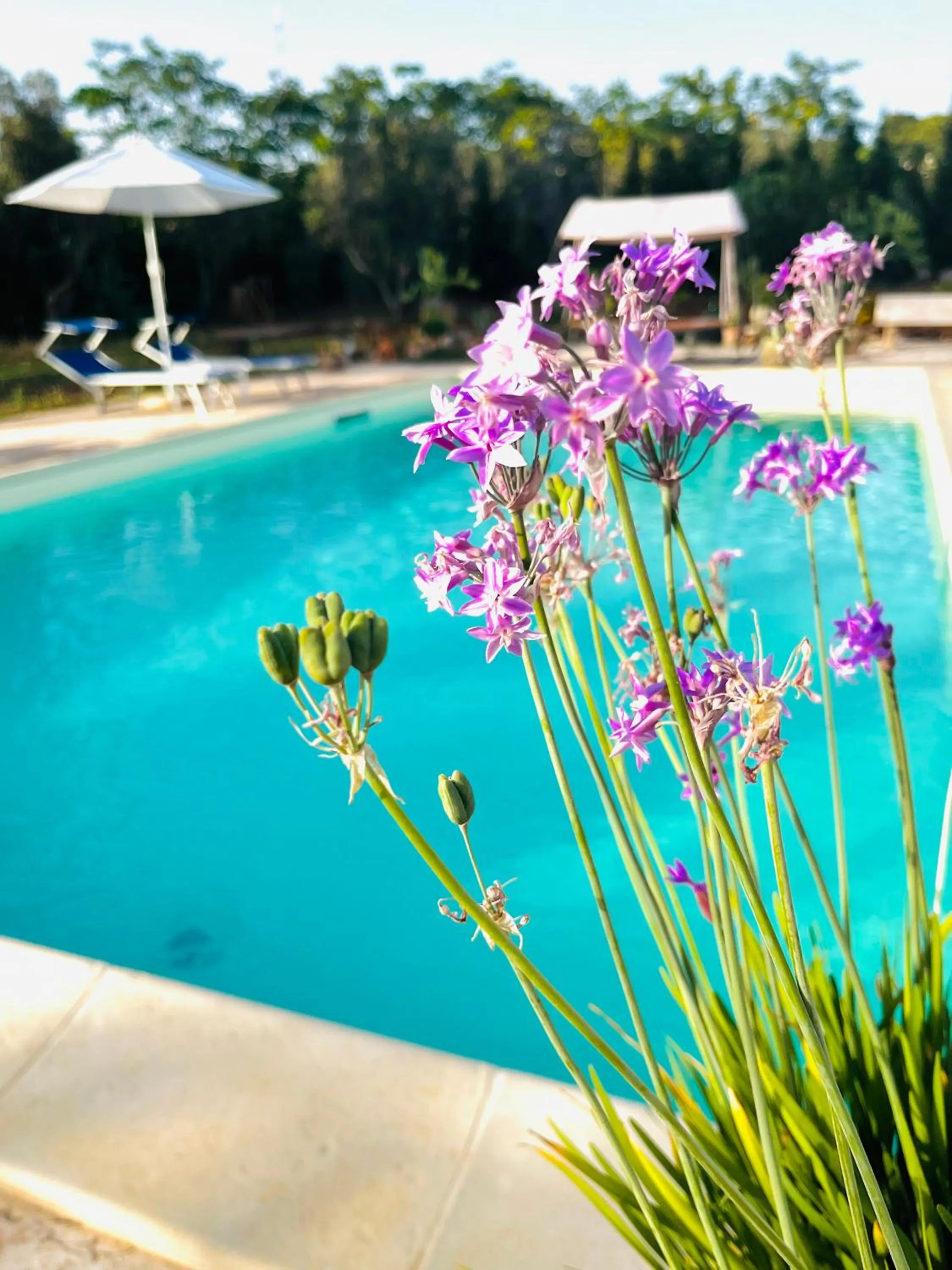 Swimming pool in B&B DOÑA FLOR