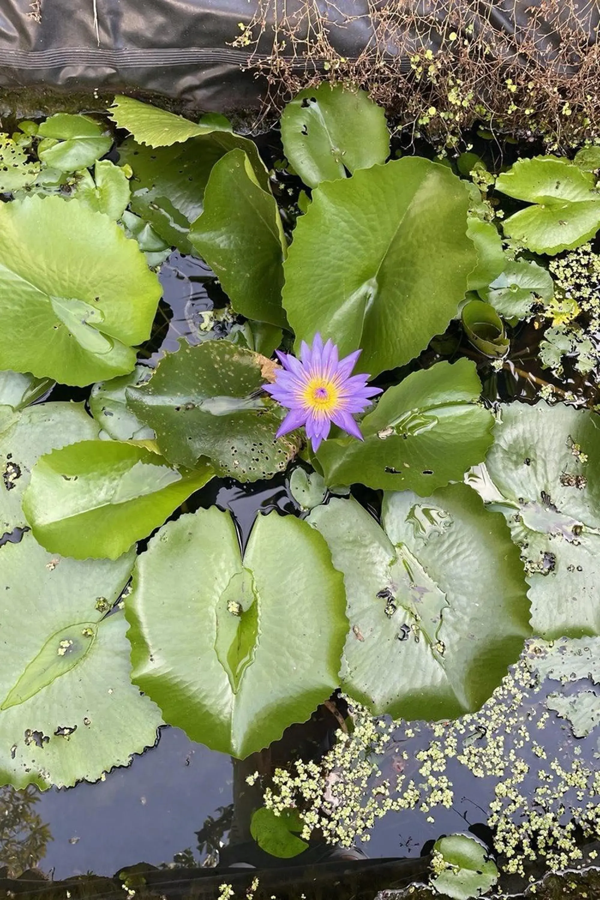 View (from property/room) in The Fong Krabi resort View (from property/room) in The Fong Krabi resort