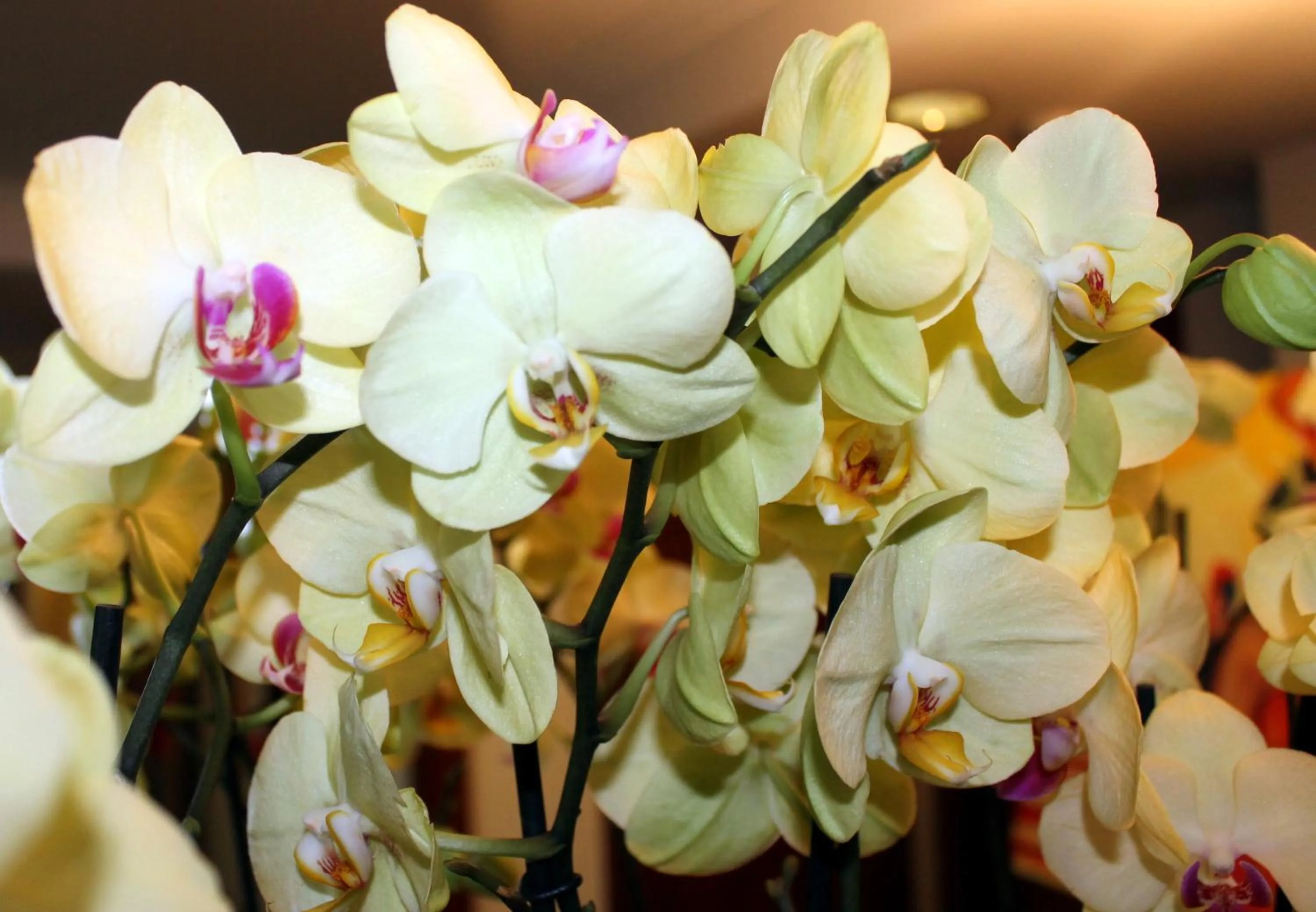 Decorative detail in The New Midi