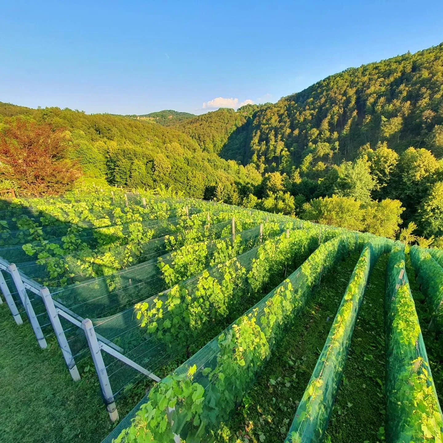 View (from property/room) in Vineyard cottage Matej