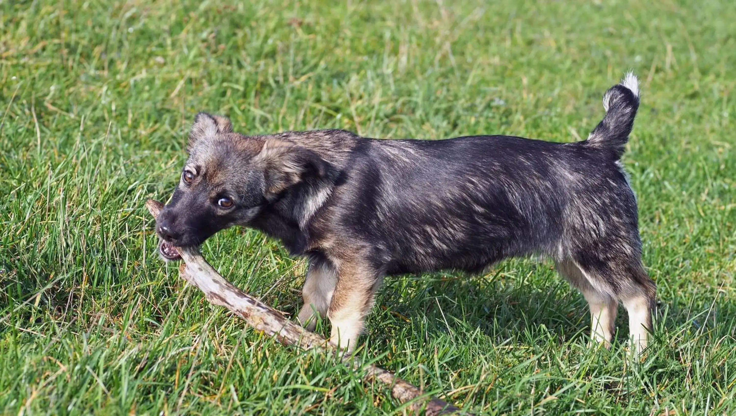Pets in Chippewa Motel Mount Pleasant Pets in Chippewa Motel Mount Pleasant