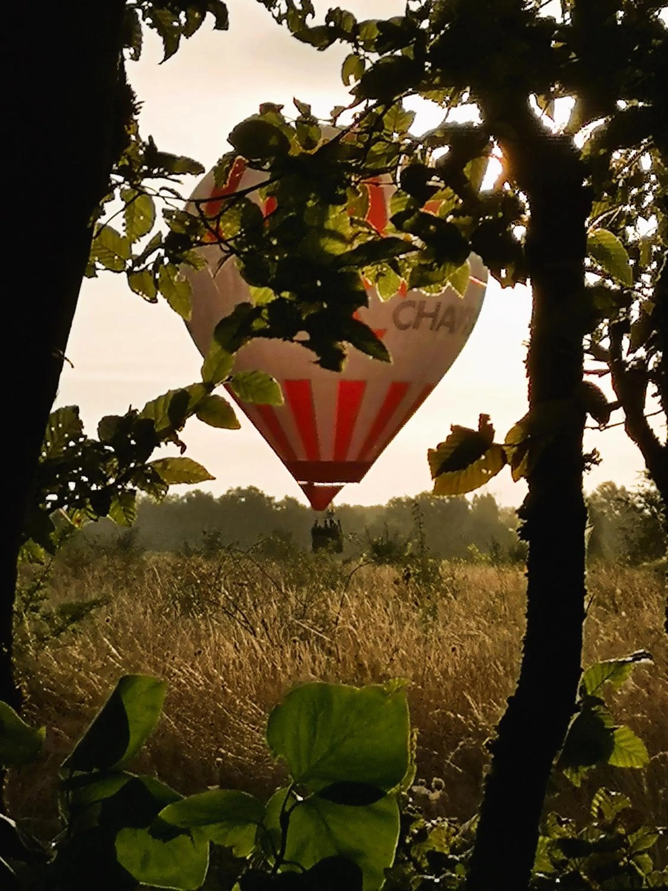 Les Eléphants bleus