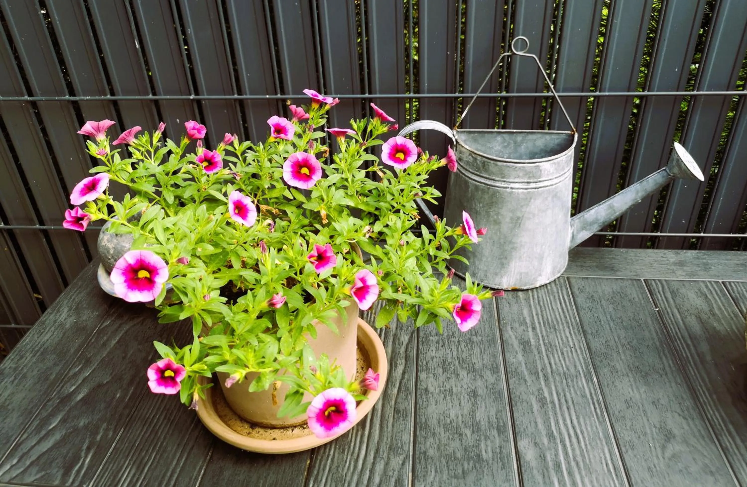 Les Eléphants bleus