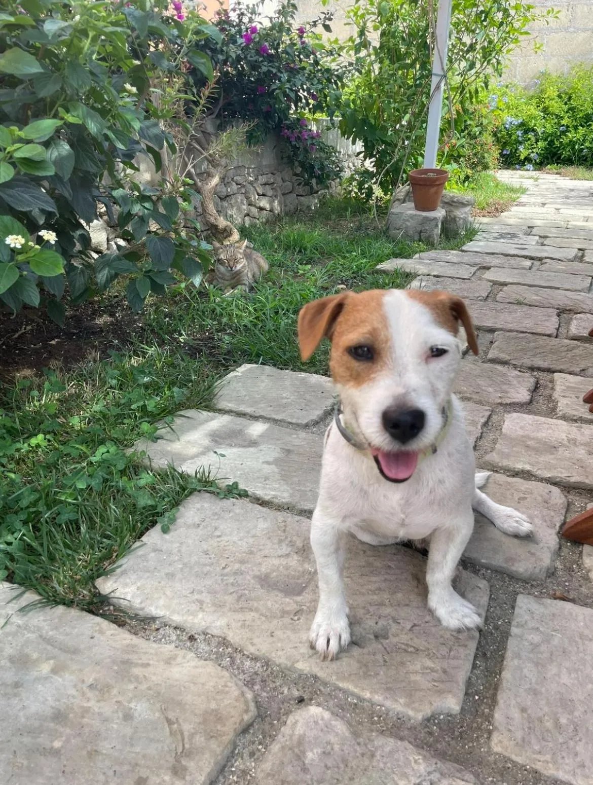 Pets in Bio&B Acquaviva