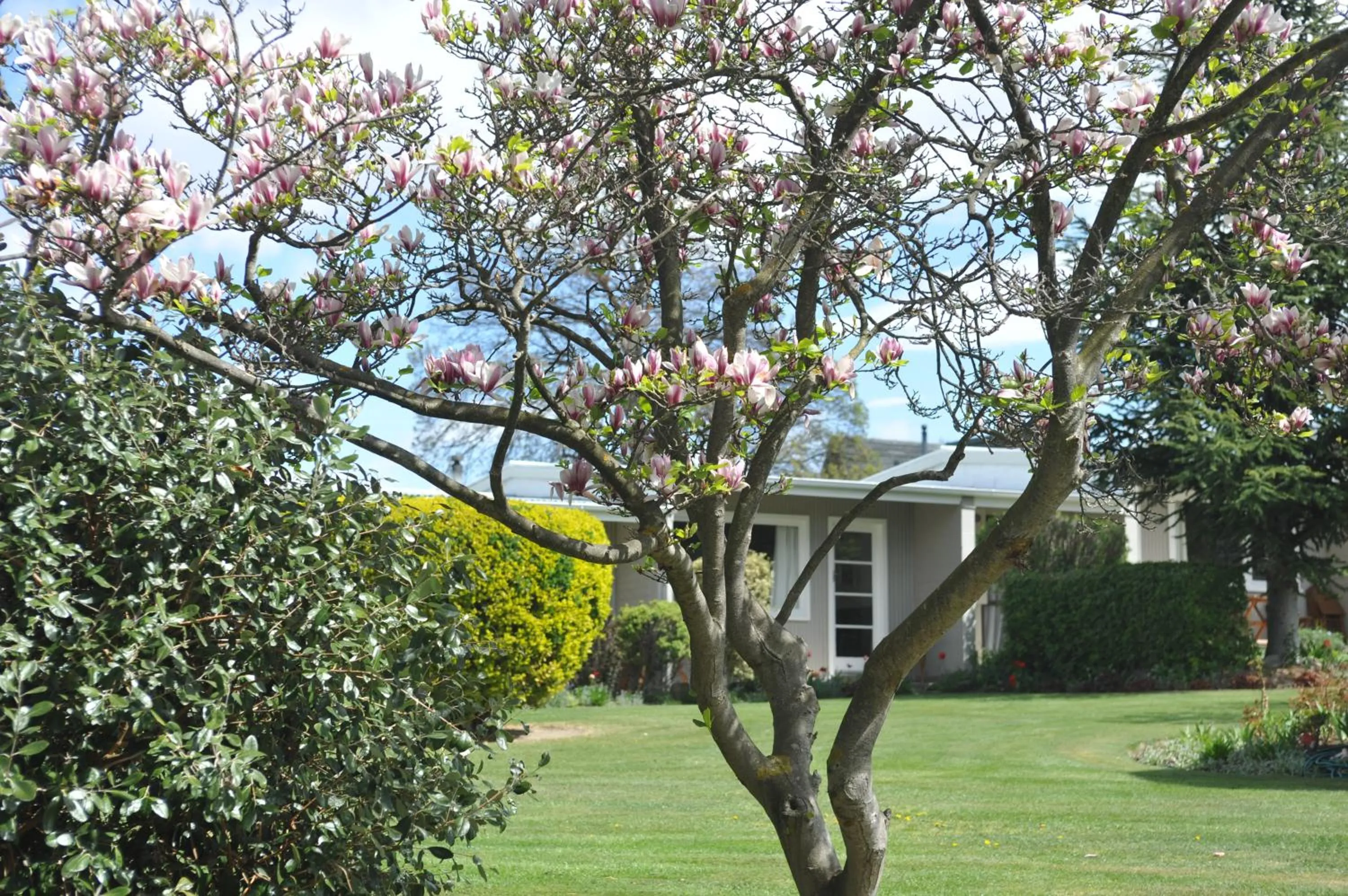 Garden in Alexandra Garden Court Motel