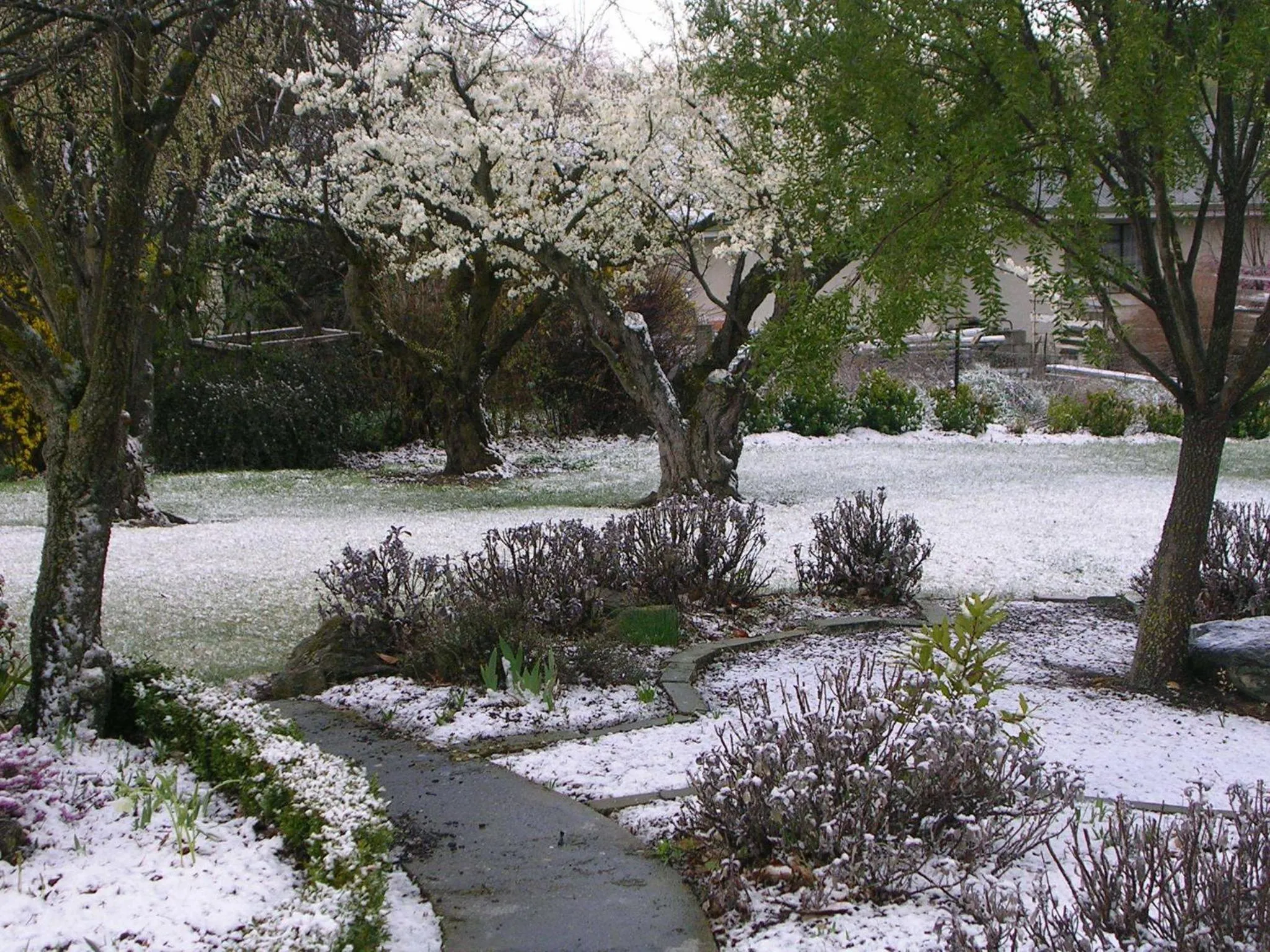 Garden in Alexandra Garden Court Motel
