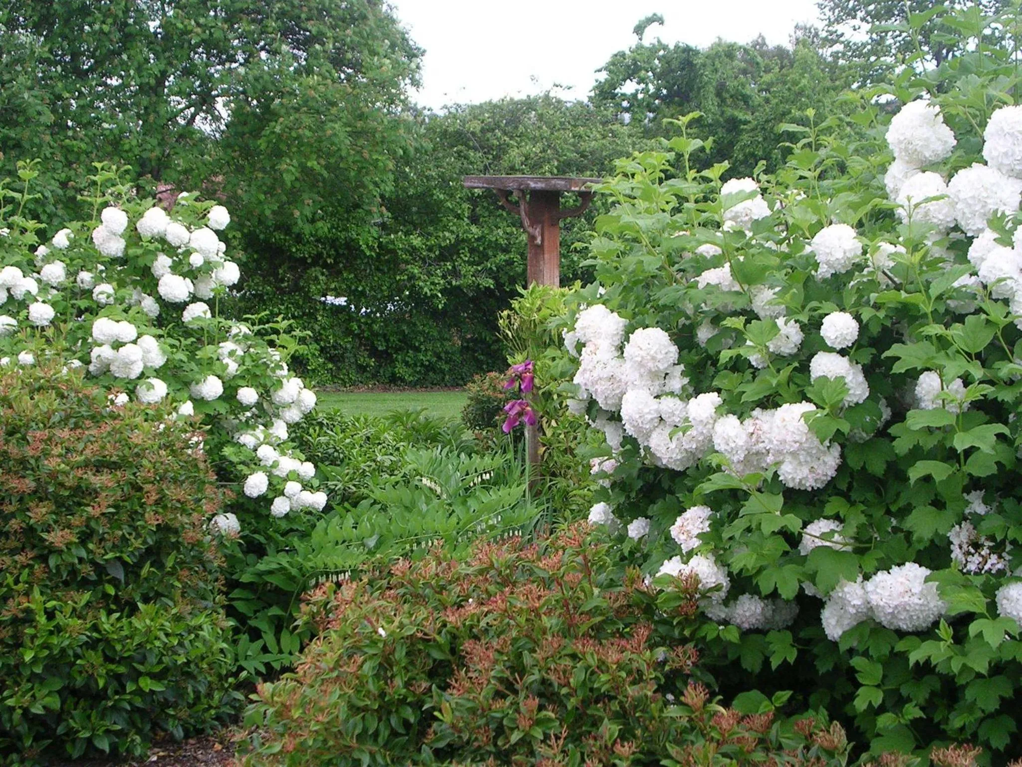 Garden in Alexandra Garden Court Motel