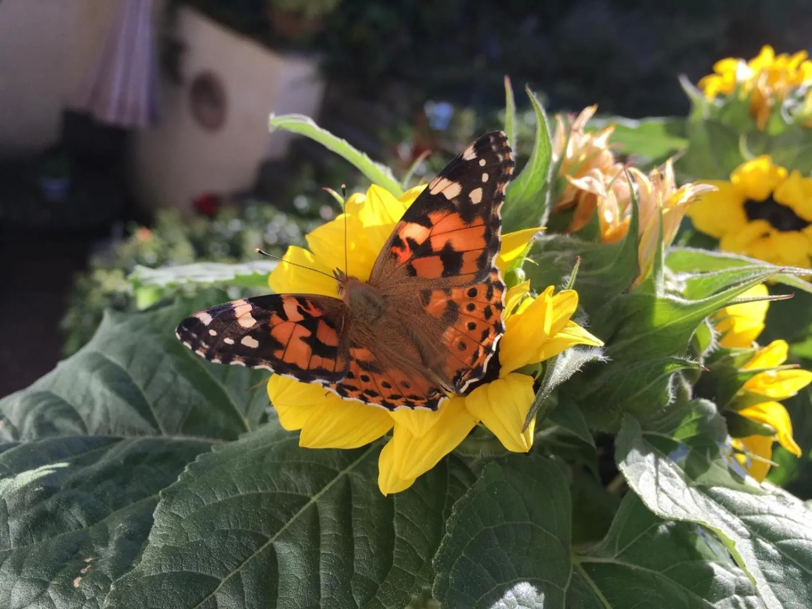 Other in Berg´s Backpacker