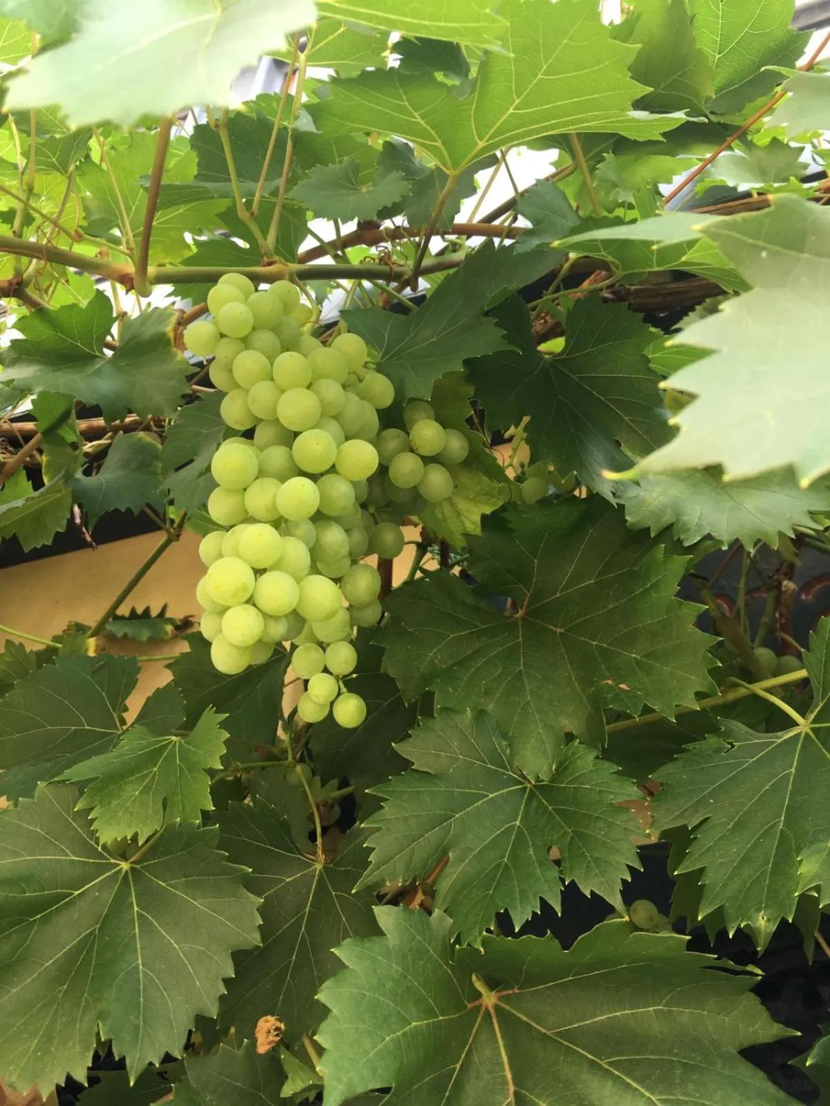 Other in Berg´s Backpacker