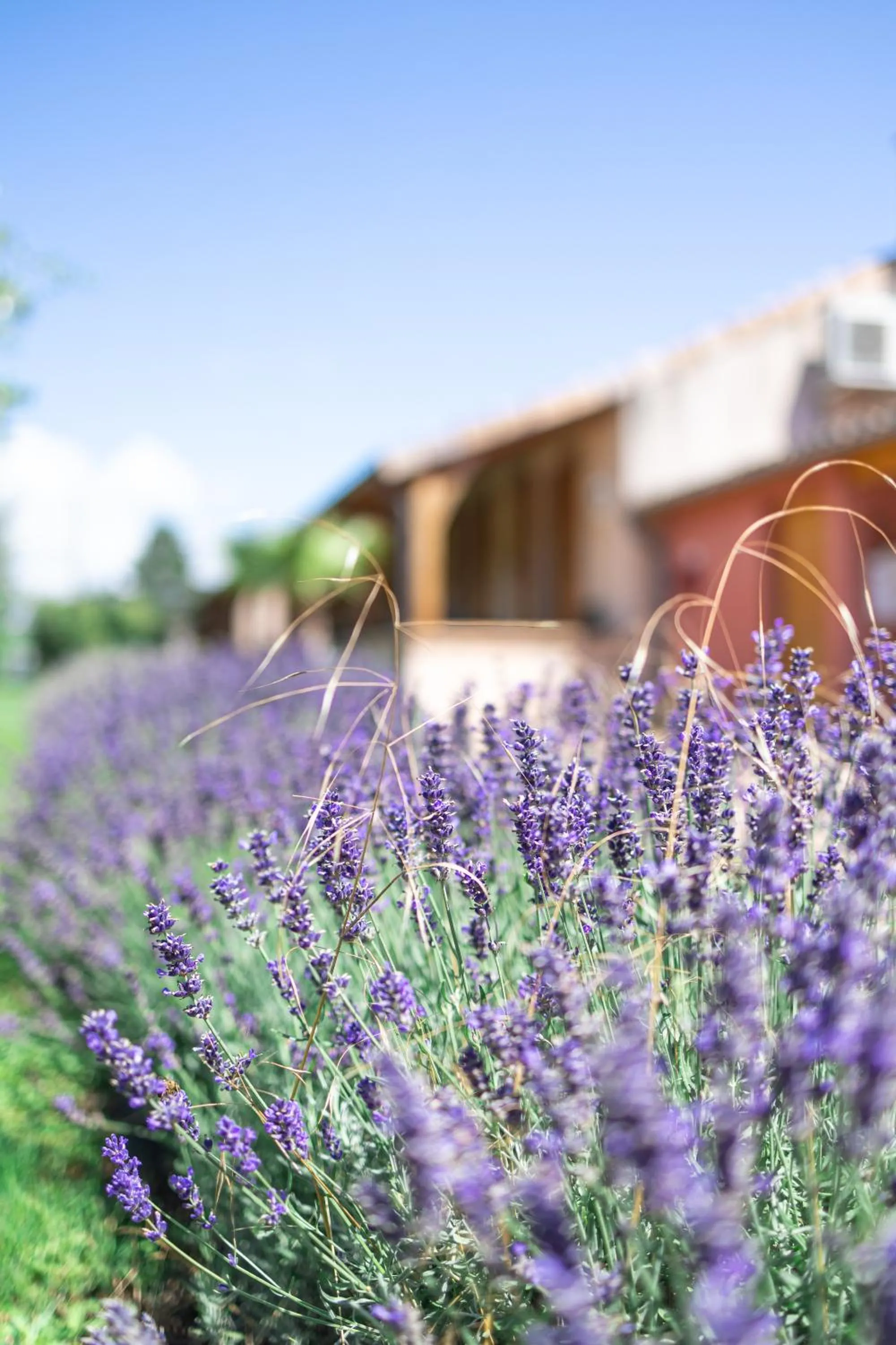 Natural landscape in Hotel Village Motel