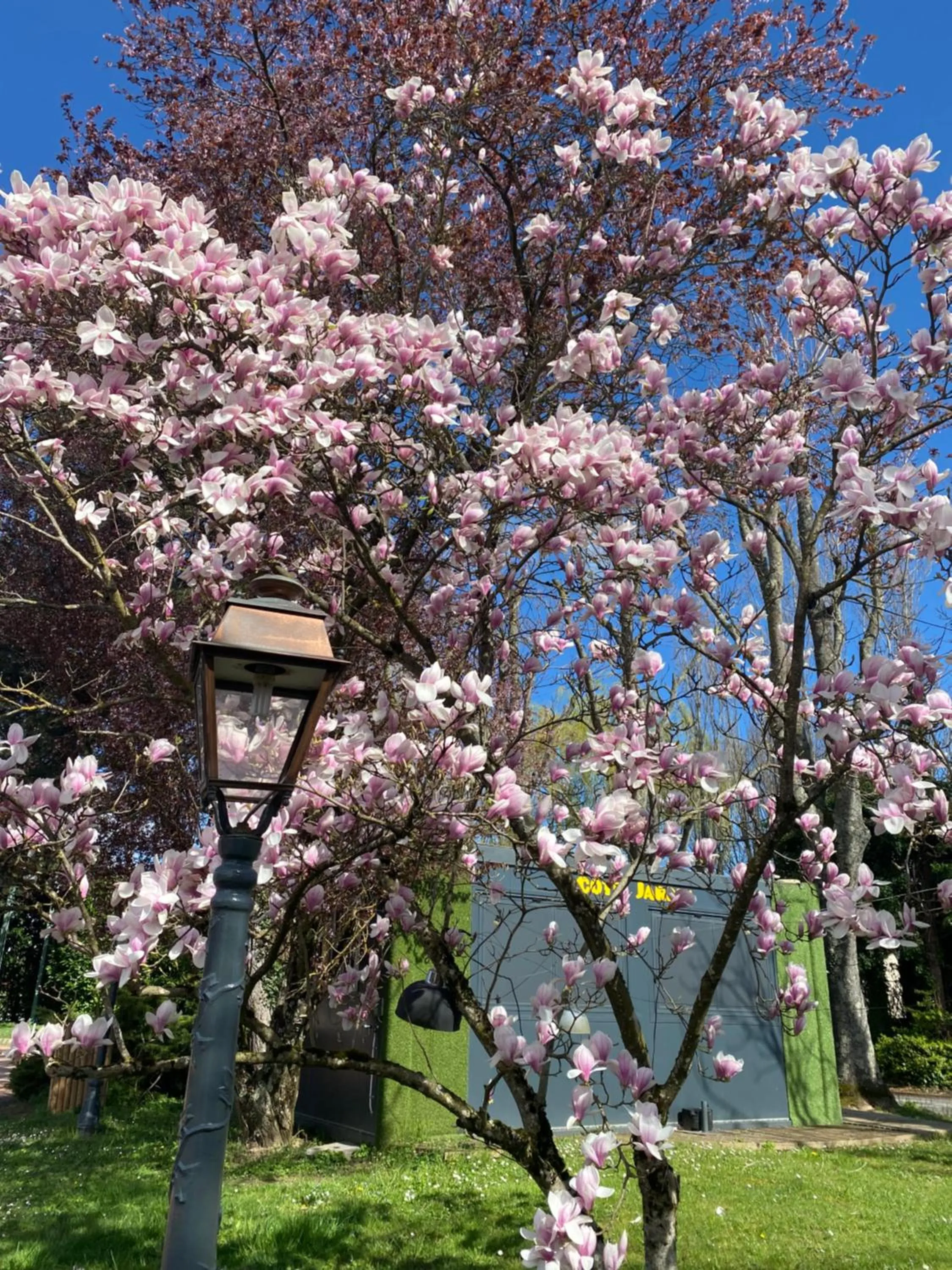 Spring in Hotel Village Motel