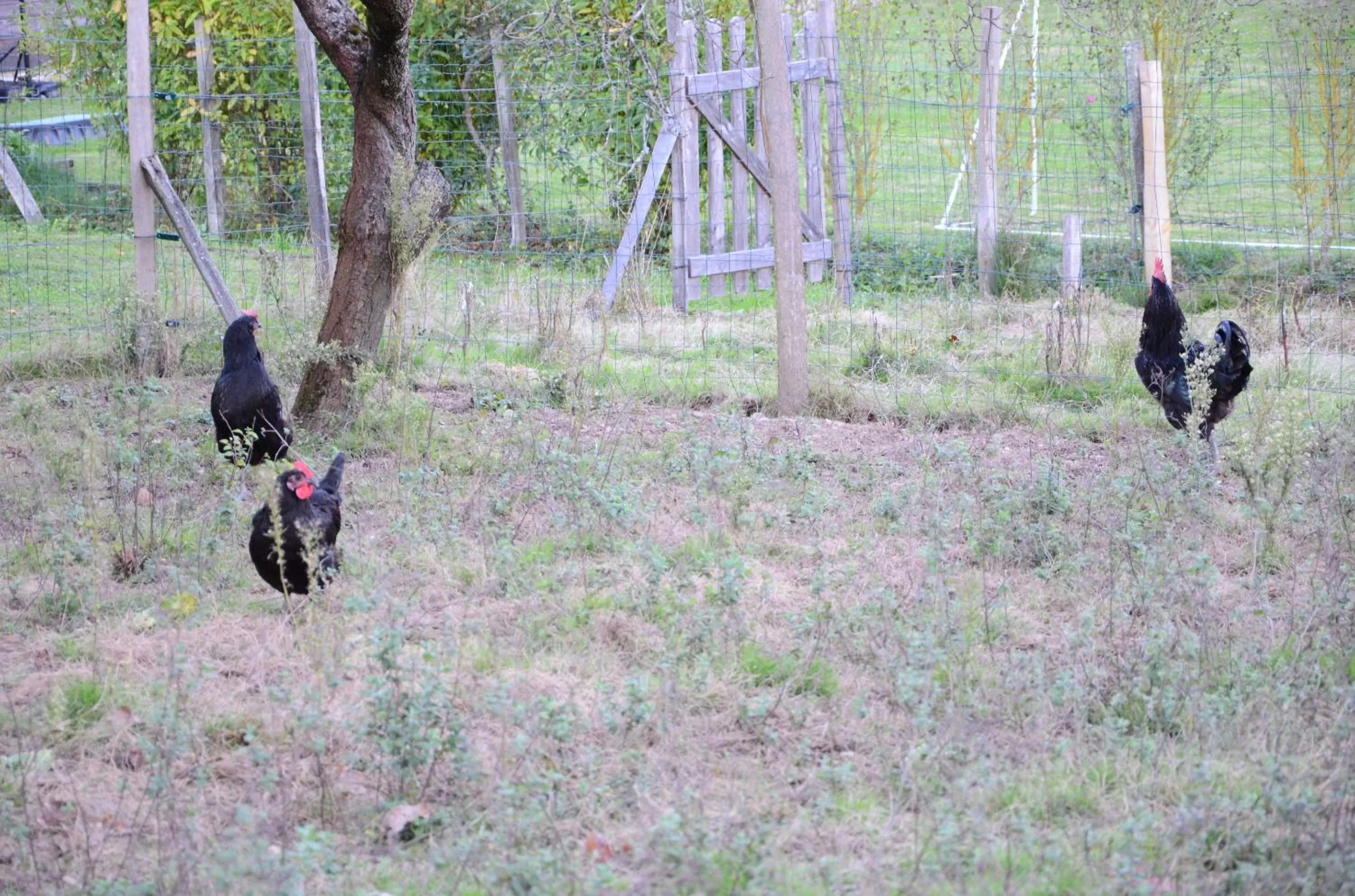 Garden in Ecogite Rural La Cle des Champs