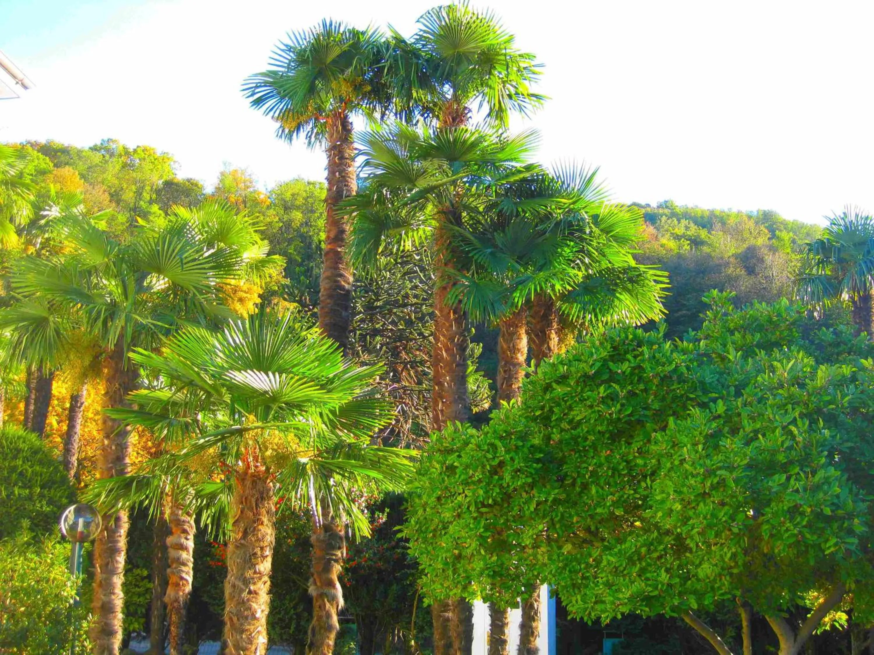 Garden in Villa Garni Gardenia