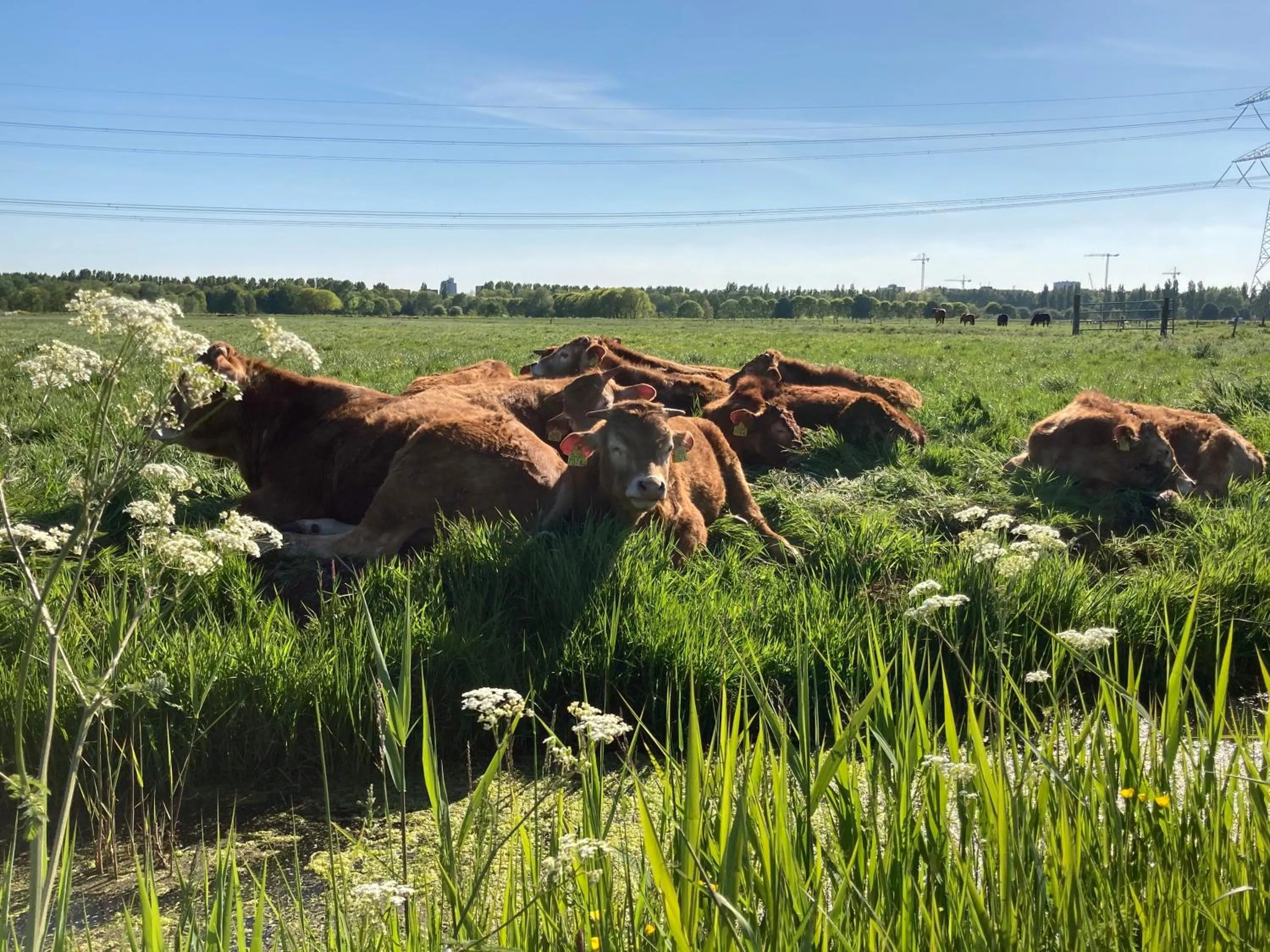Animals in B&B Zunderdorp