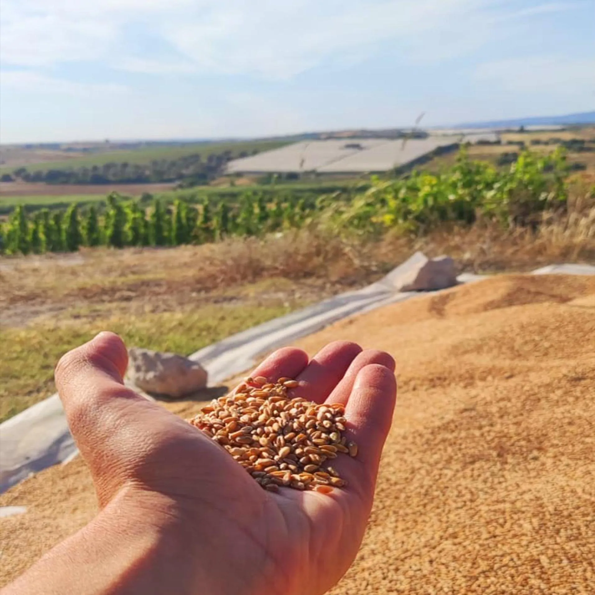 Day in Kapuhala Sicily