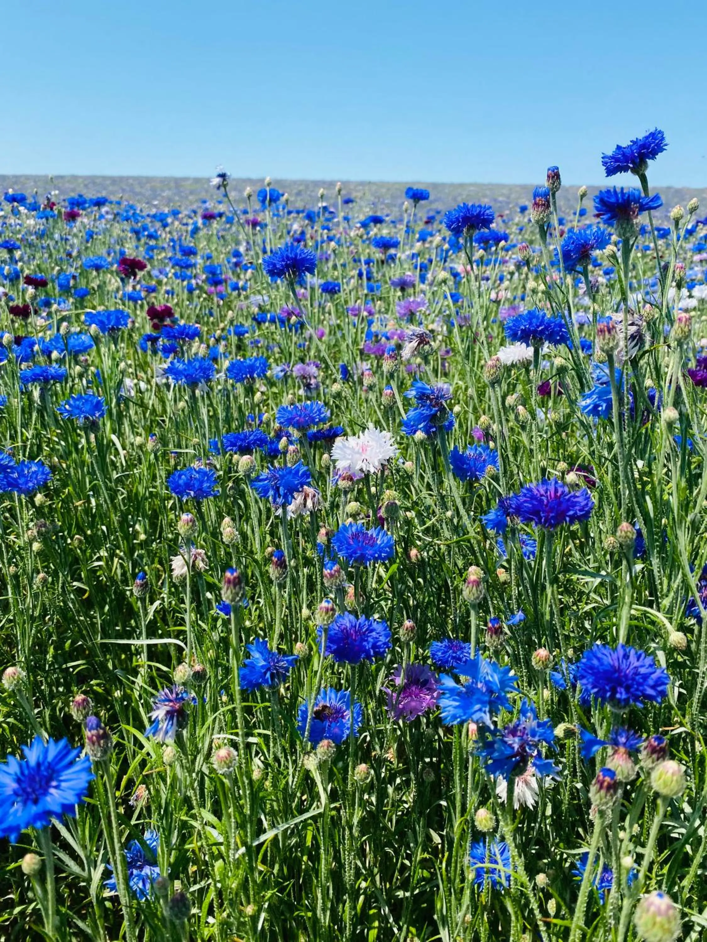 L'écrin de verdure GITE VERVEINE