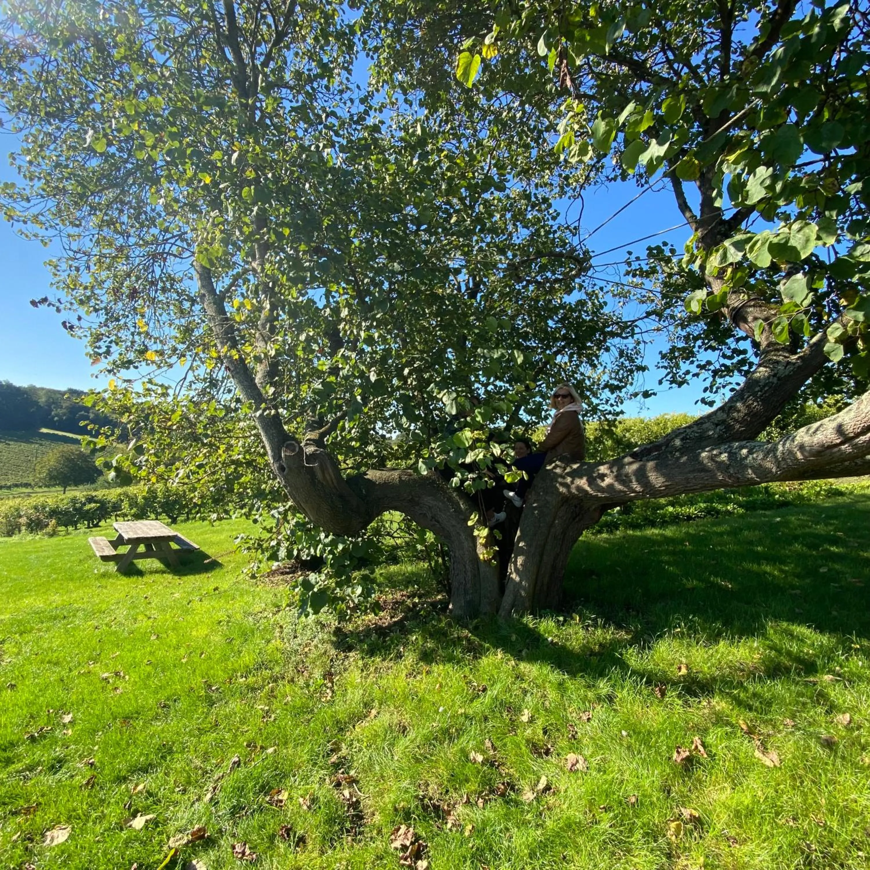 L'écrin de verdure GITE VERVEINE