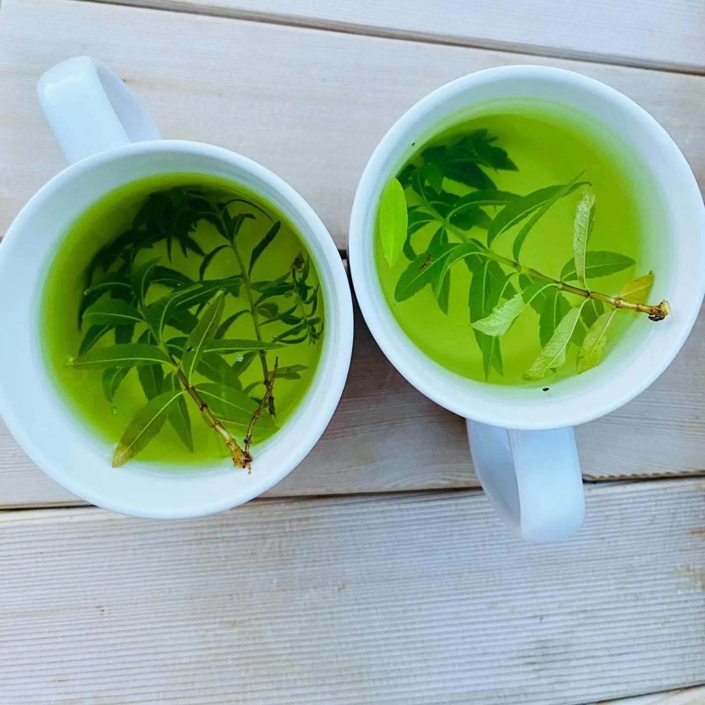 L'écrin de verdure GITE VERVEINE