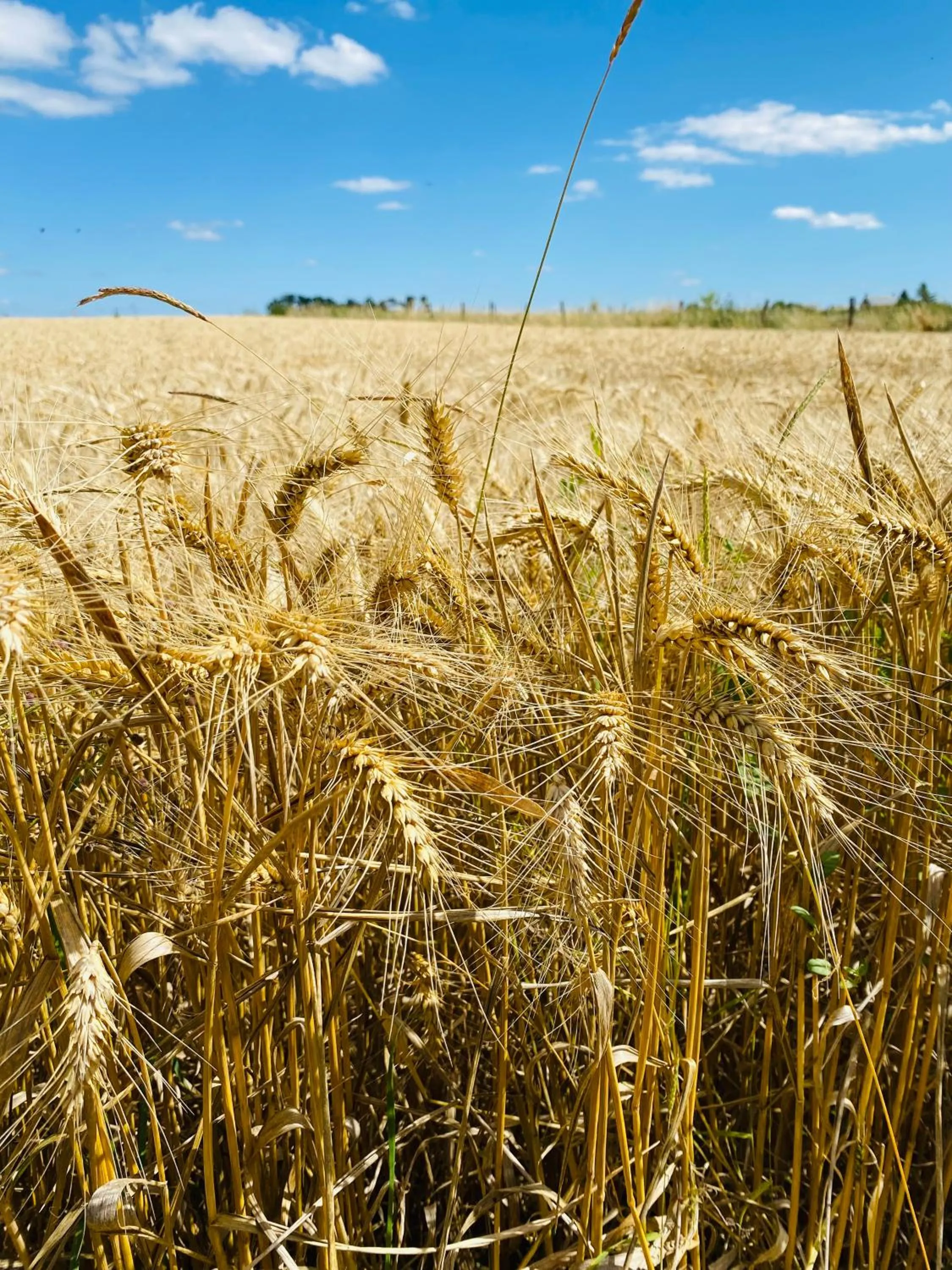 L'écrin de verdure GITE VERVEINE