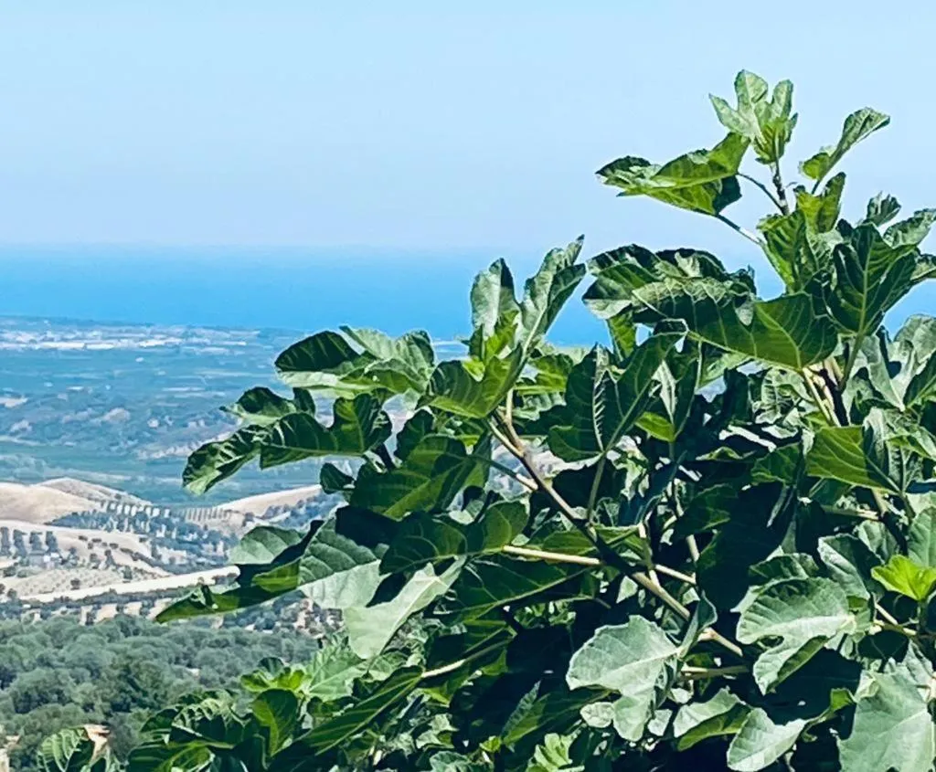 Sea view in Palazzo Scura