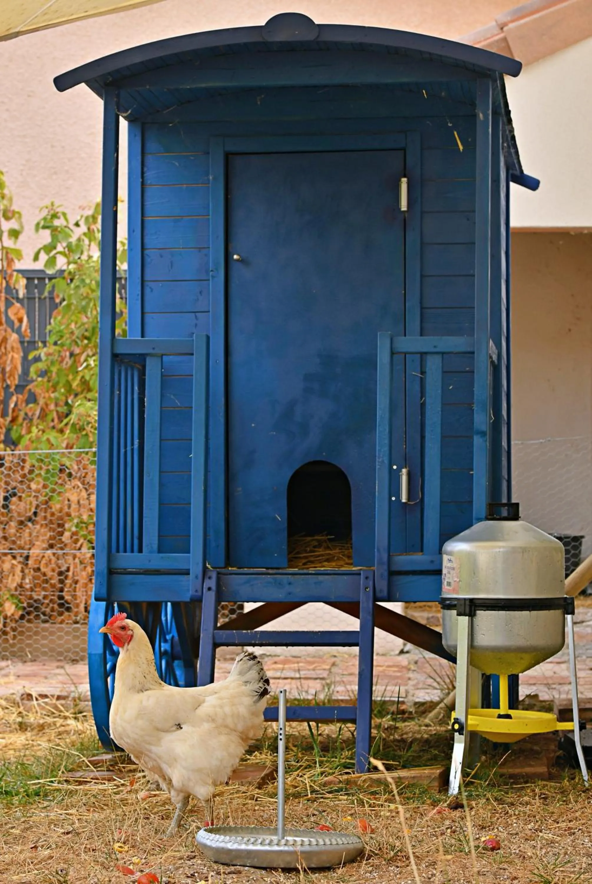 Animals in Ô gré des sens