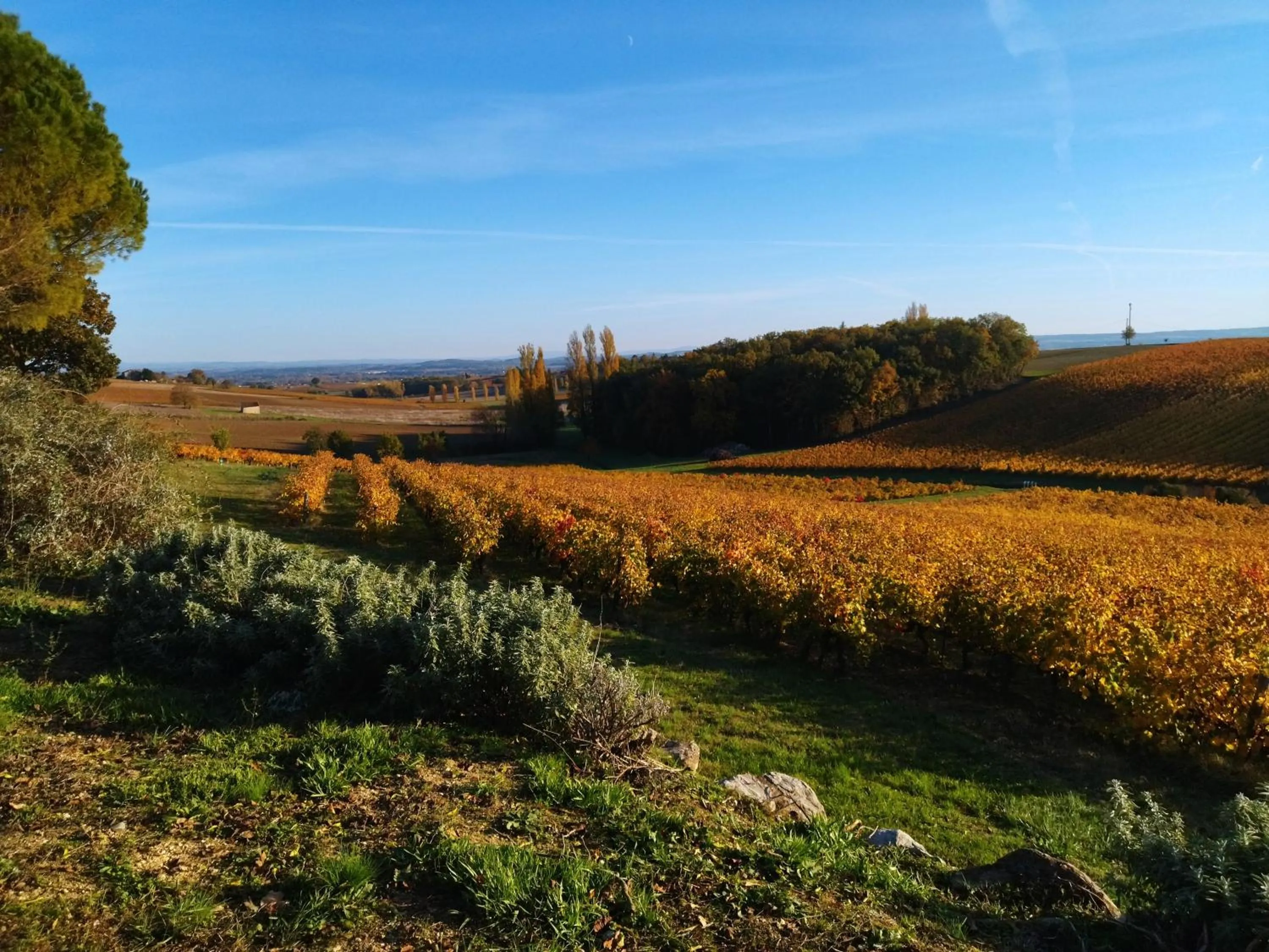 Natural landscape in Fleurs de Cosmos