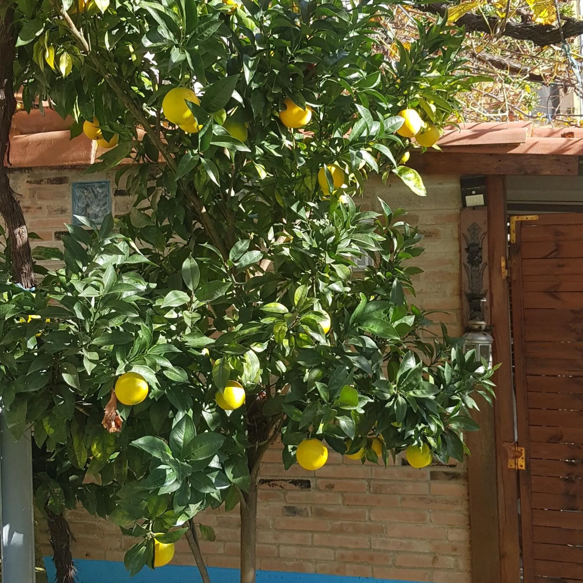 Garden in Hotel Alina