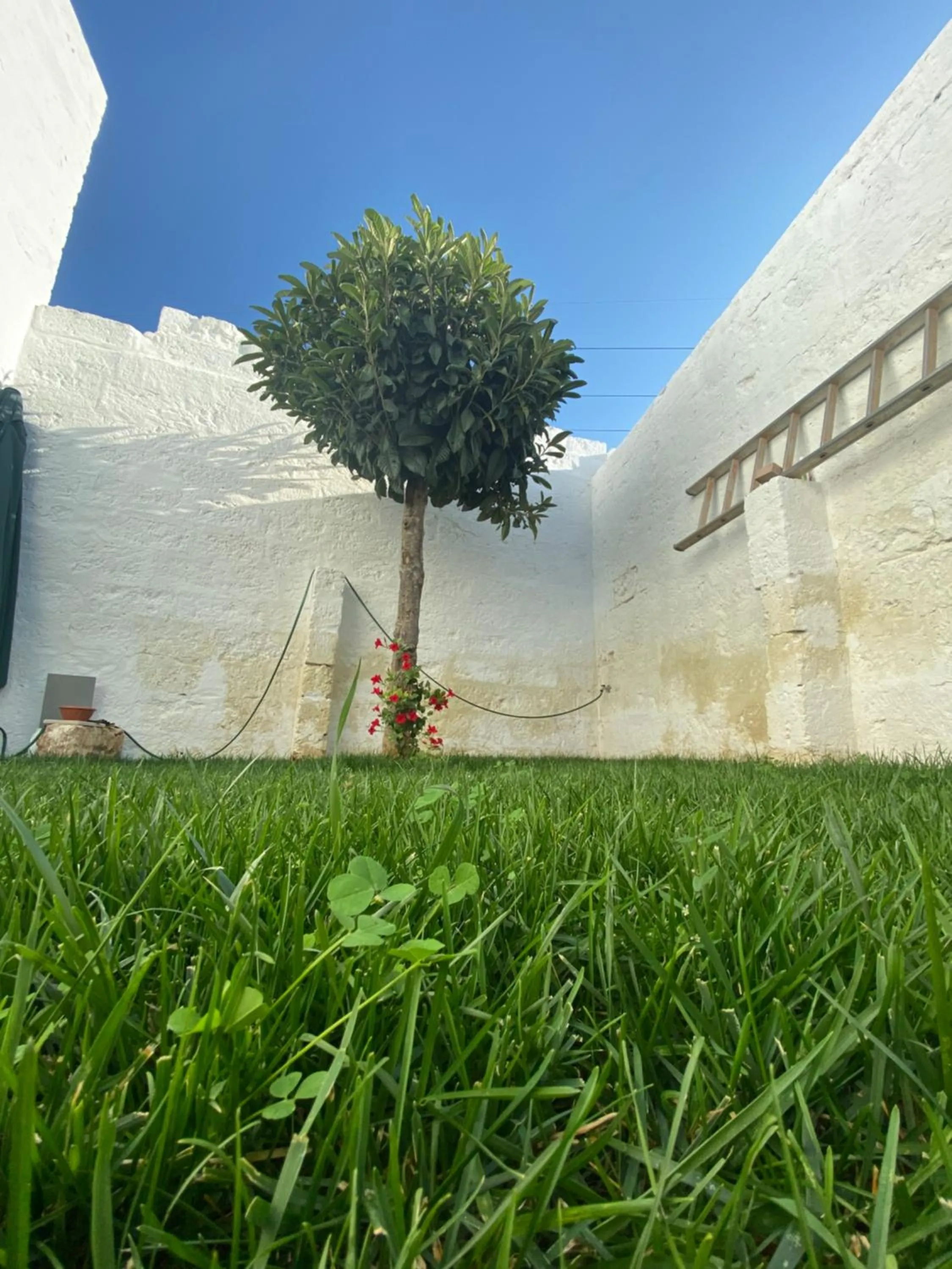 Garden in Guardian's House