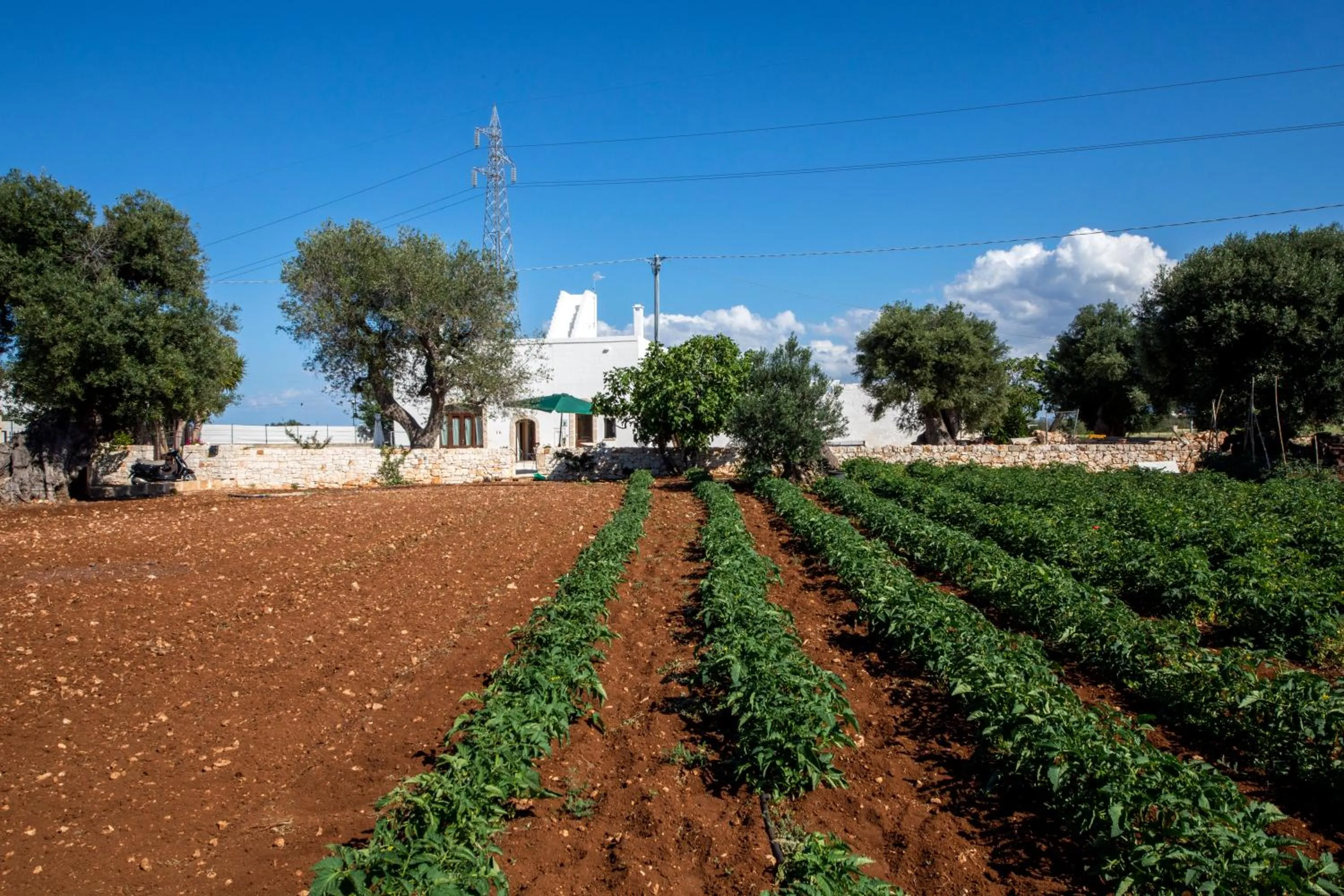 Garden view in Guardian's House