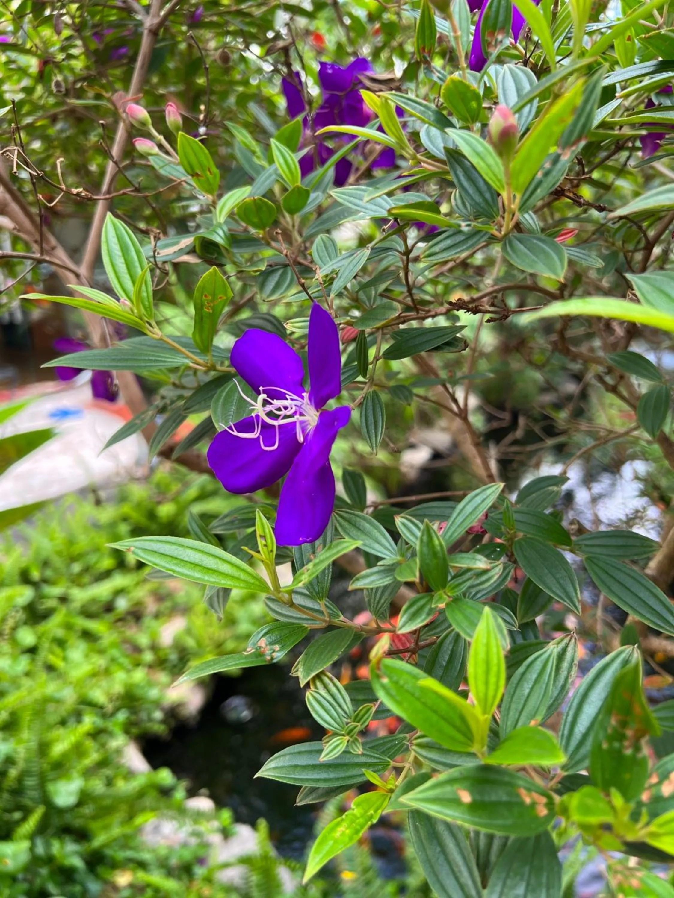 Garden view in Window Homestay