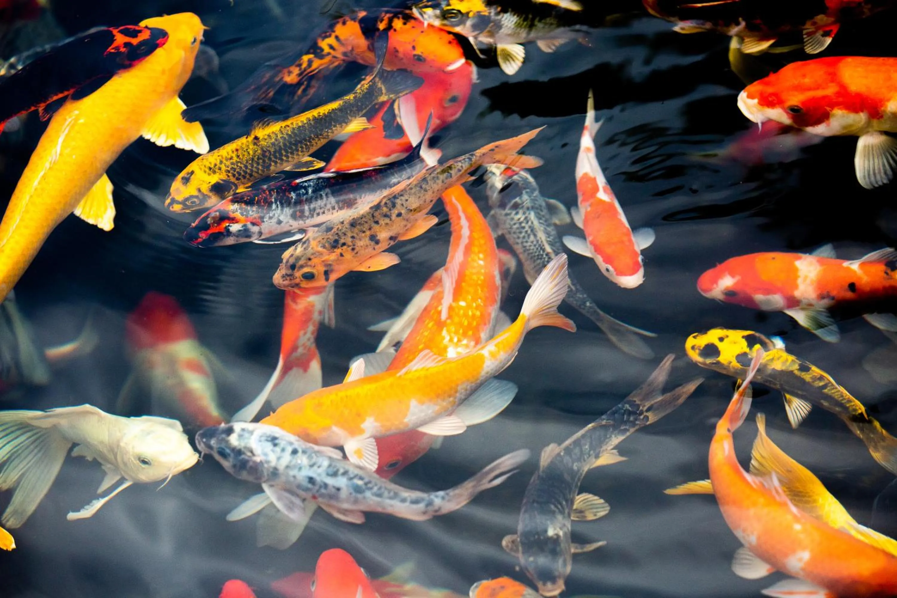 Animals in Window Homestay