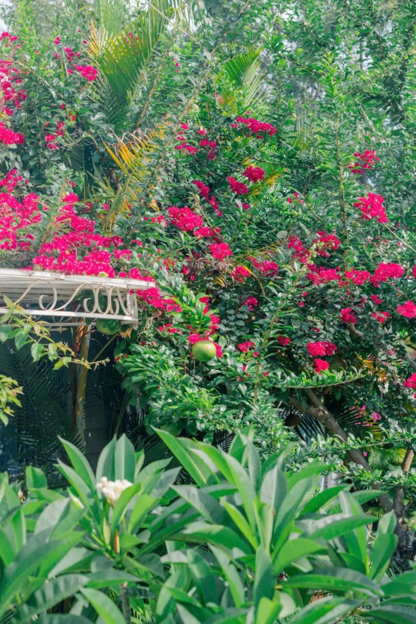 Garden in Window Homestay