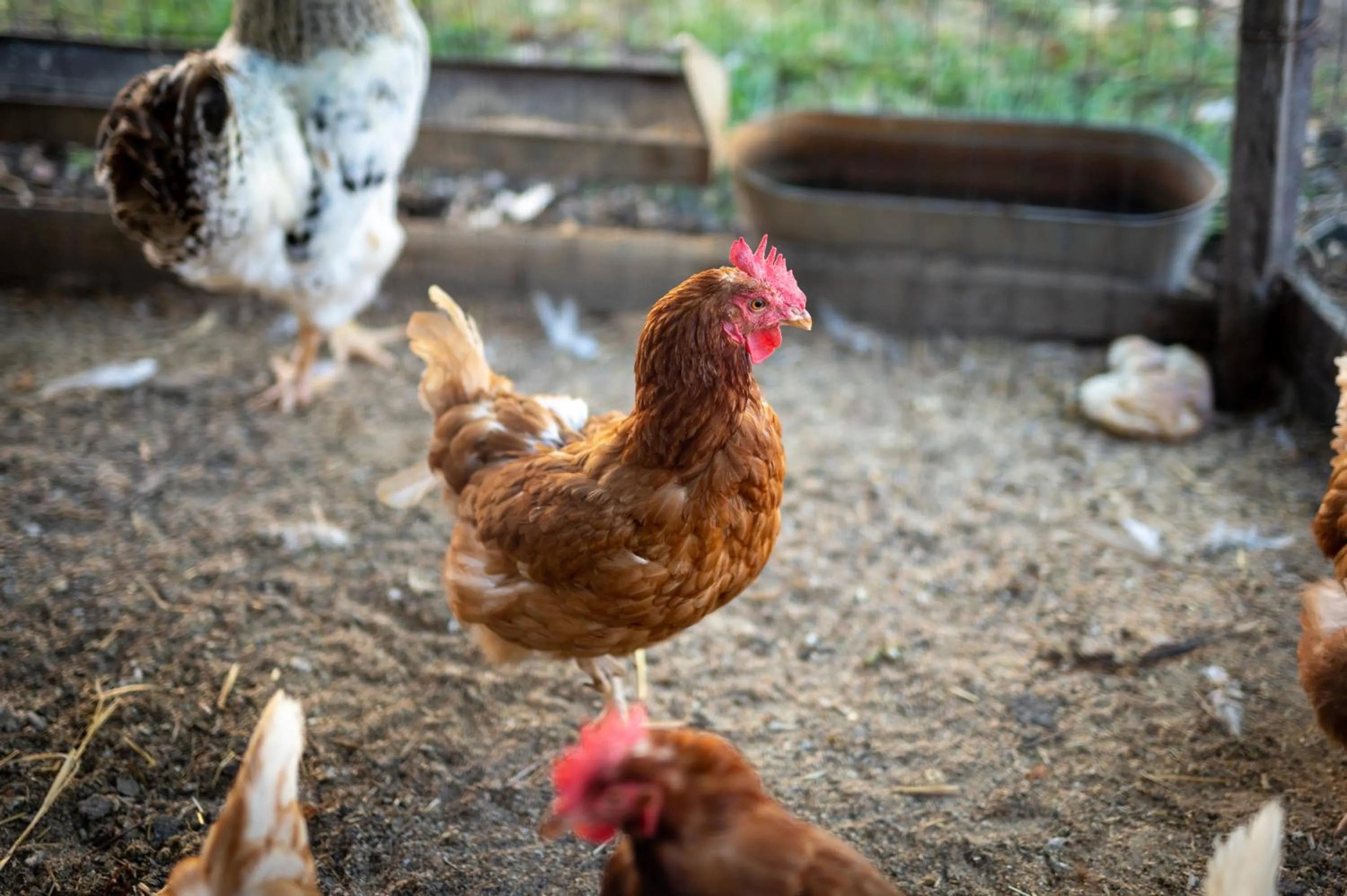 Animals in Dimora Iannelli - B&B Rurale Paestum