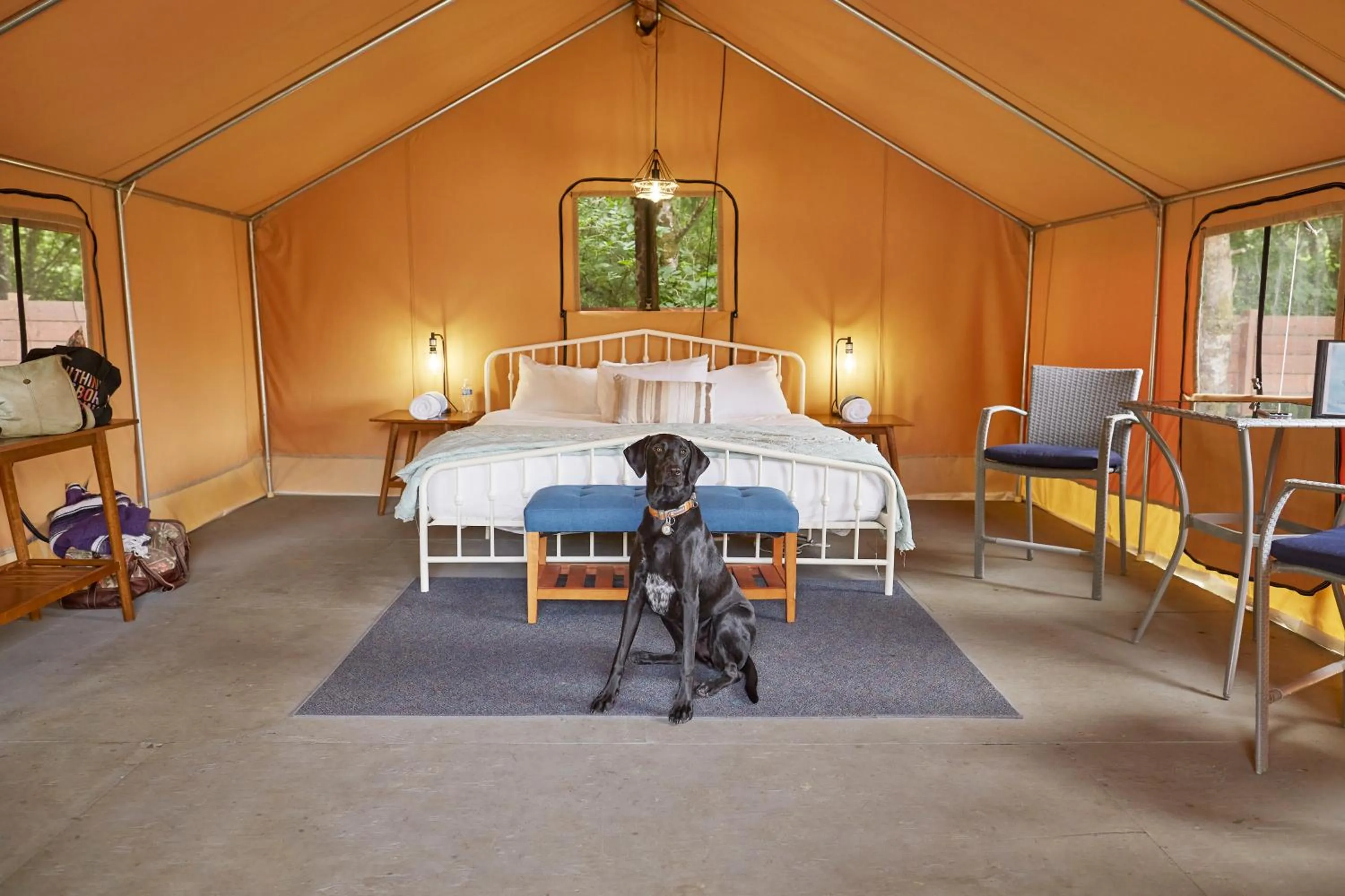 Pets, Bed in Pacific Dunes Resort