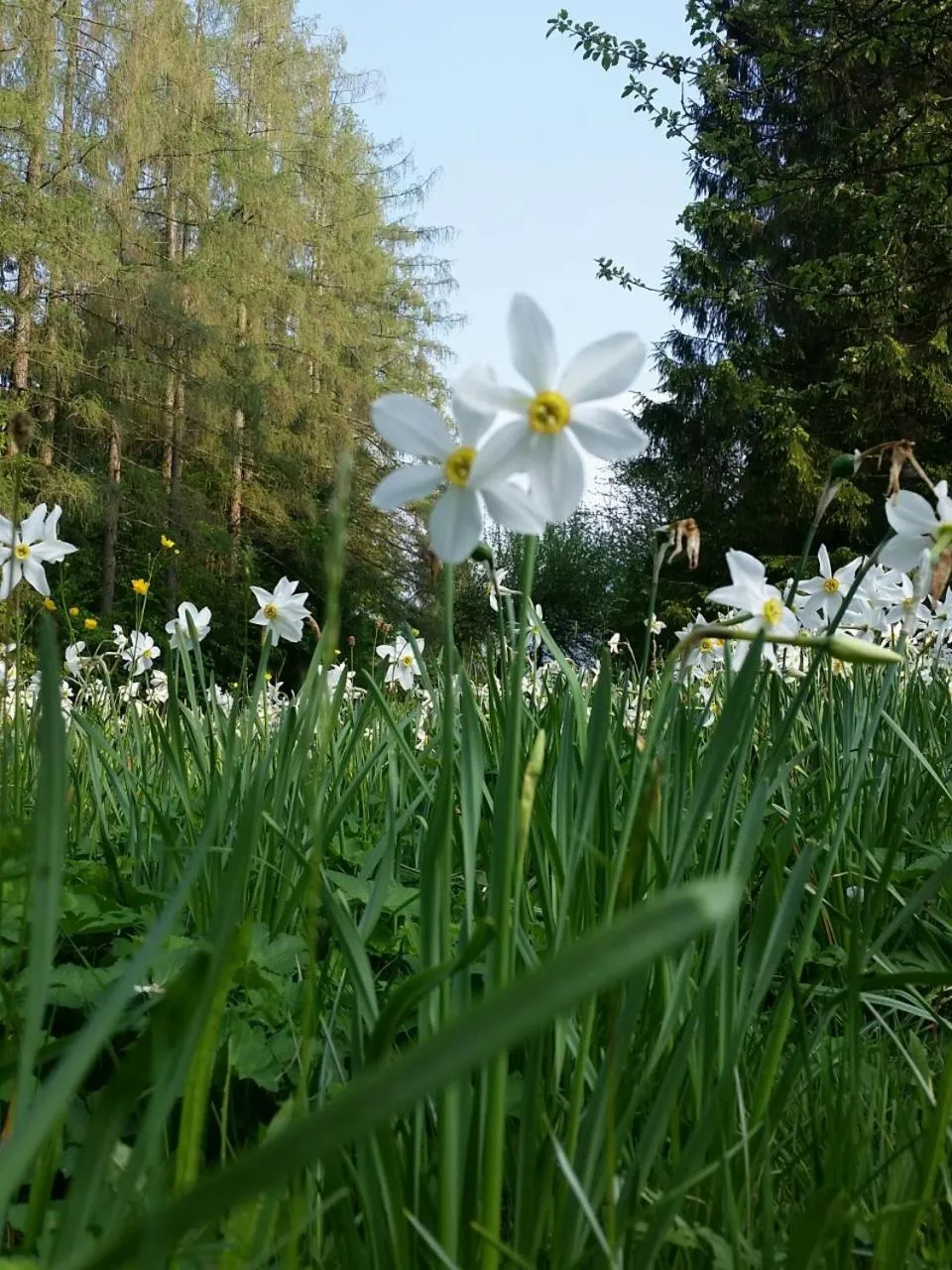 Spring in Sporthotel Grünau - Wimmergreuth
