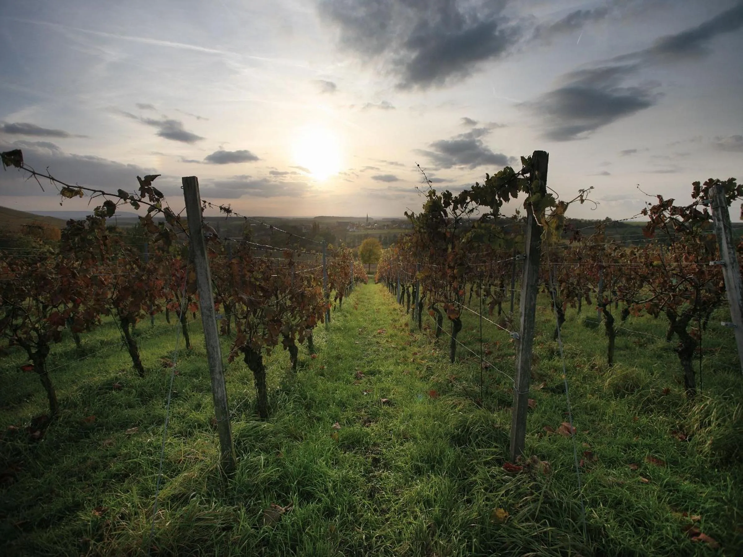 Natural landscape in Worners Schloss Weingut & Wellness-Hotel