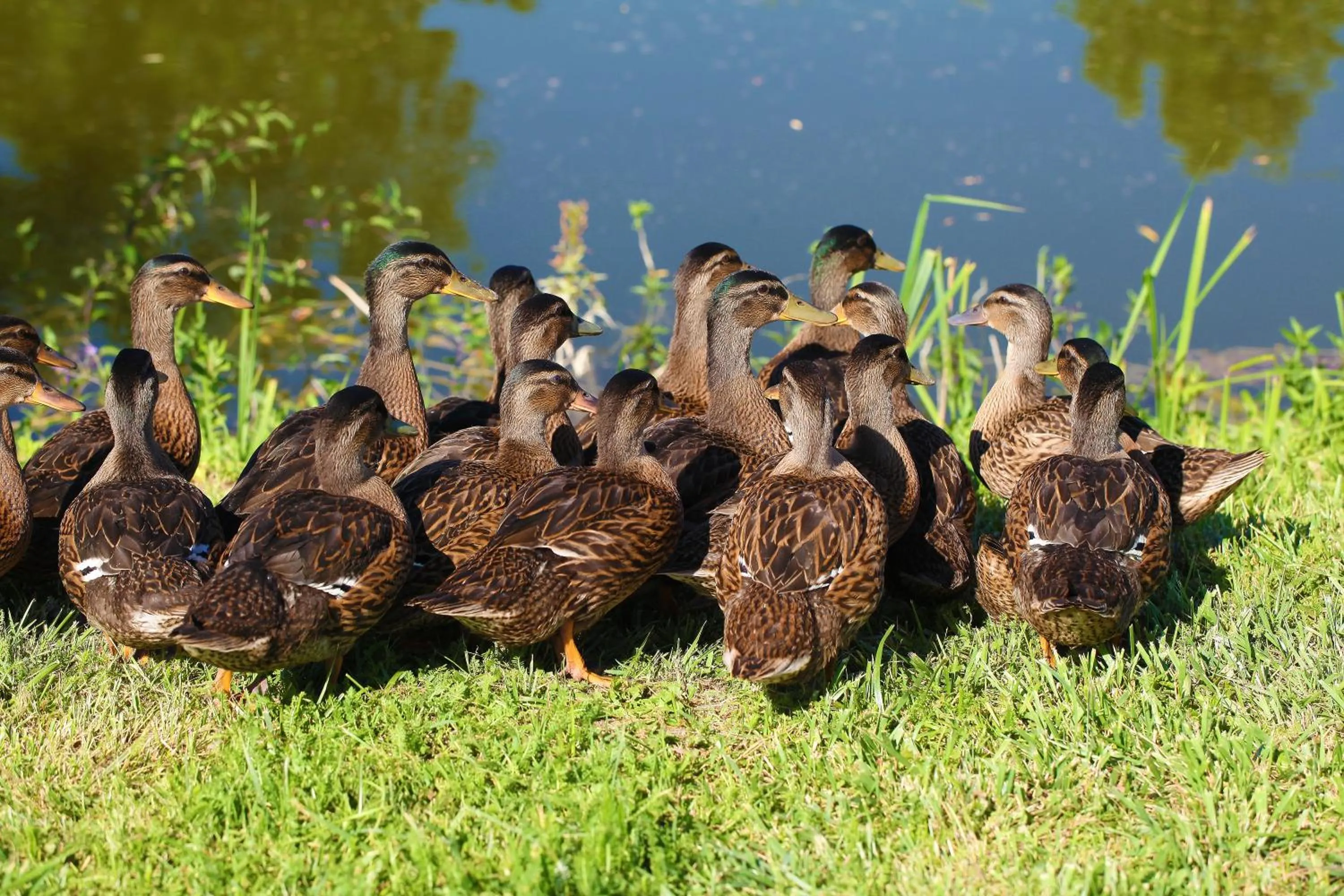 Animals in Termál Hotel Vesta