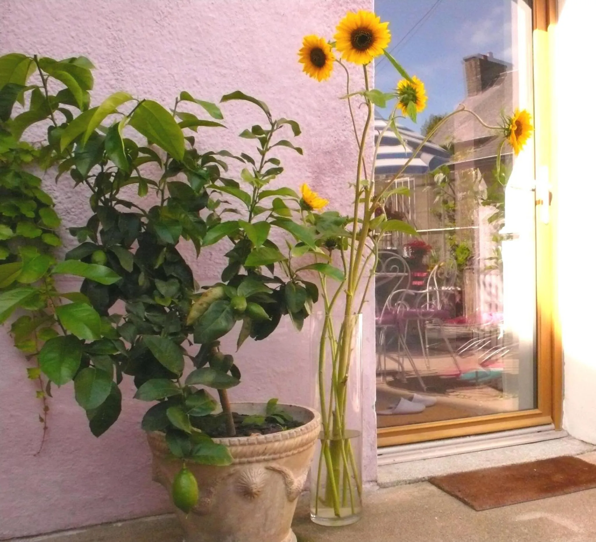 Garden in Villa Mons