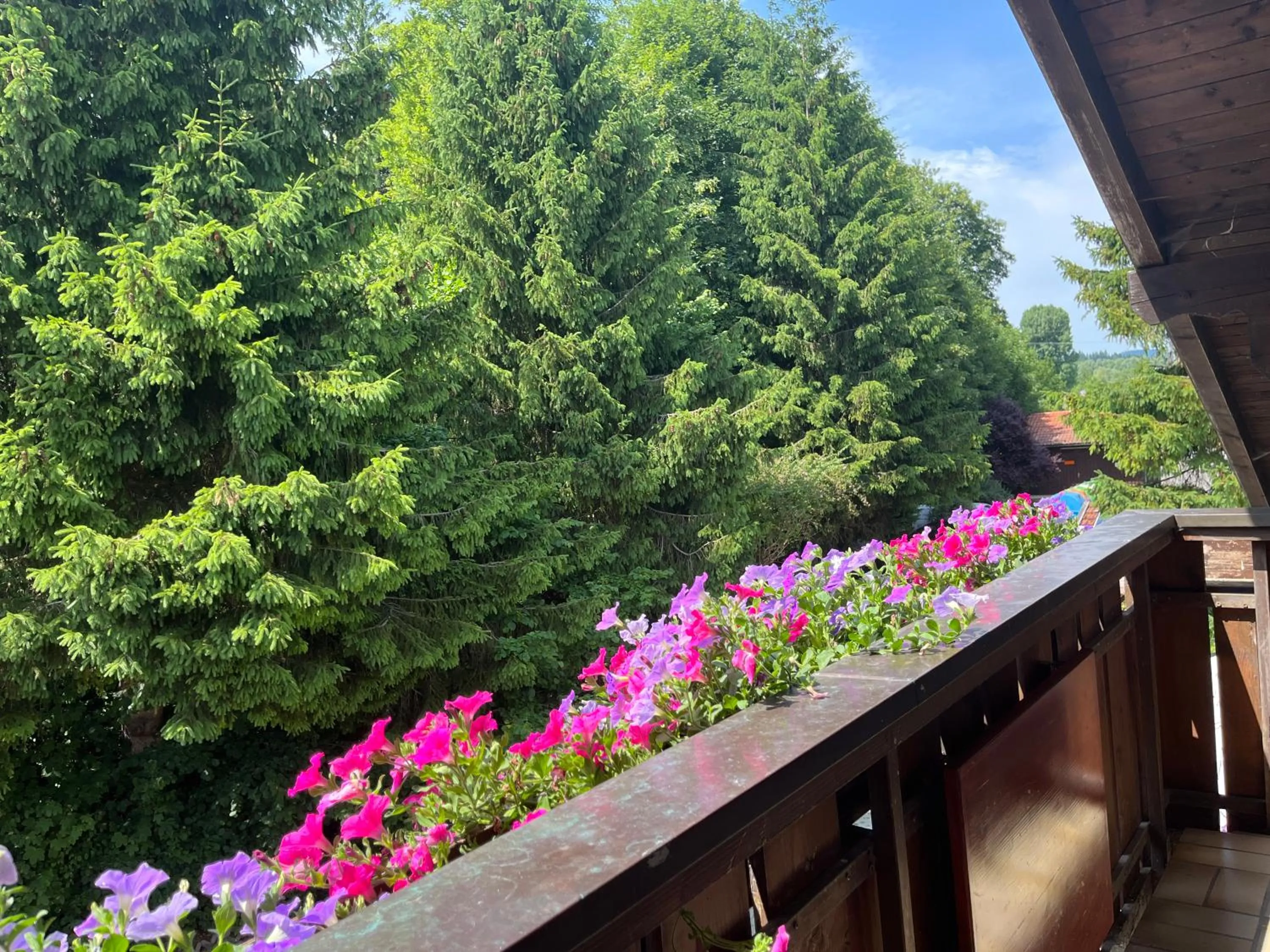 View (from property/room) in Gästehaus Forggensee