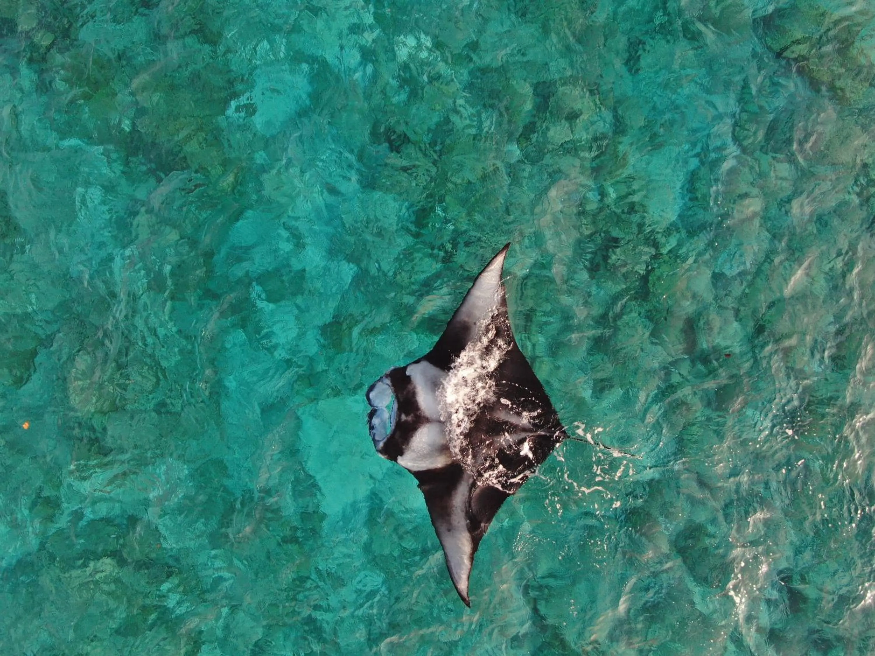 Snorkeling in Thoddoo Island Life