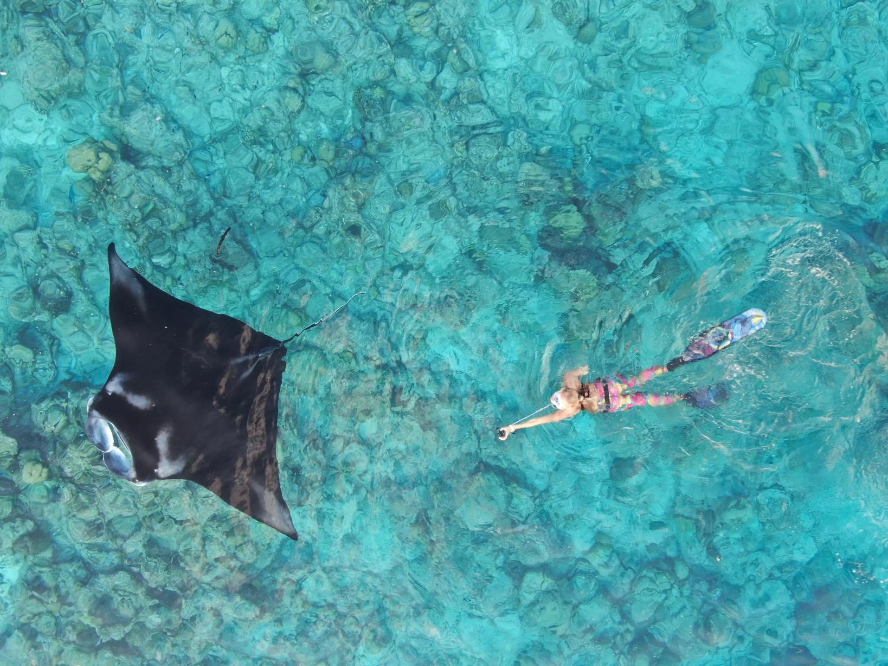 Snorkeling in Thoddoo Island Life