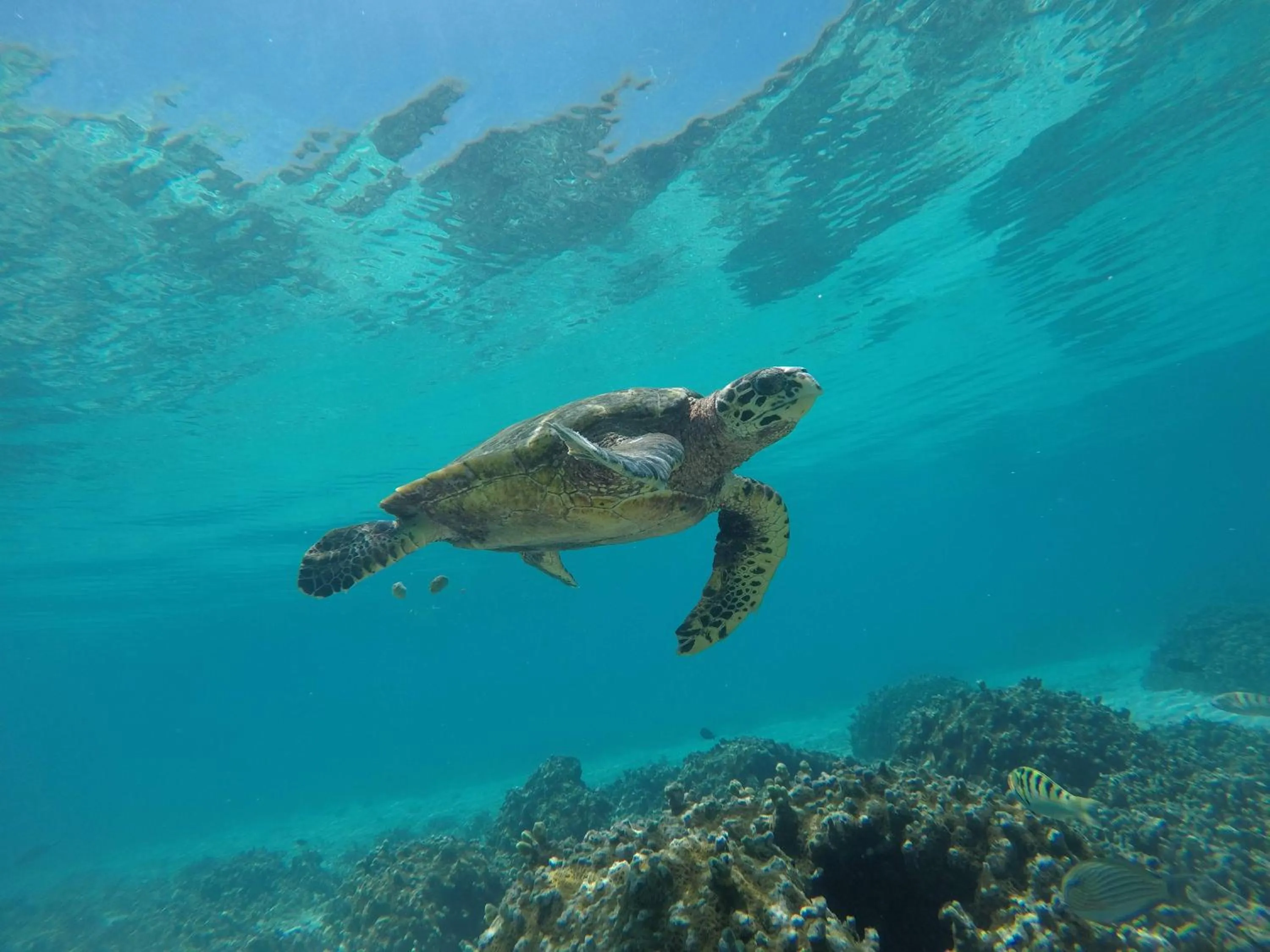 Snorkeling in Thoddoo Island Life