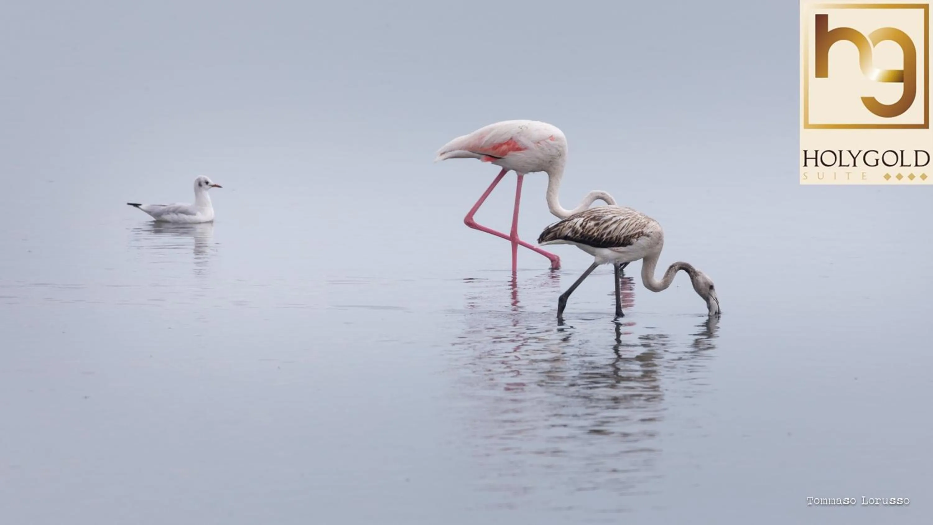 Natural landscape in HOLYGOLD Suite ****