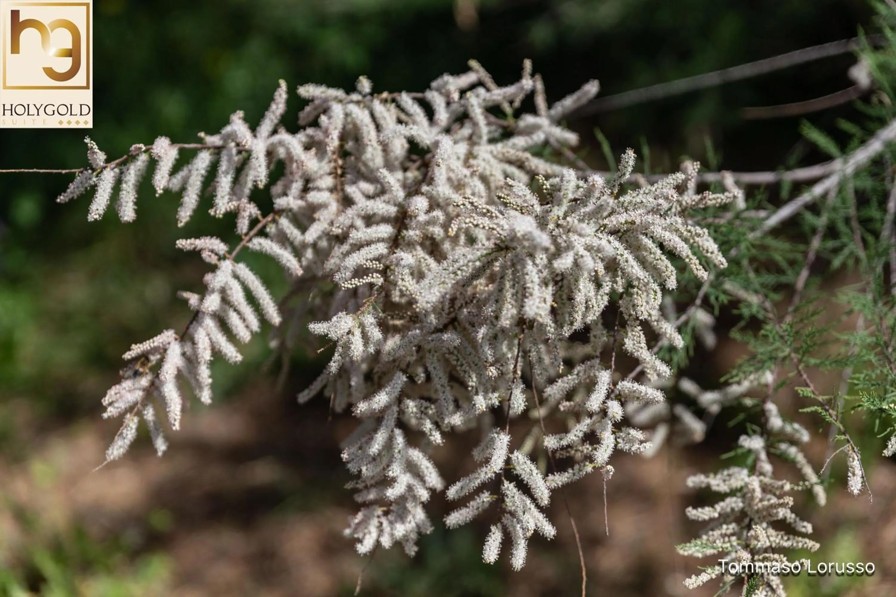 Natural landscape in HOLYGOLD Suite ****