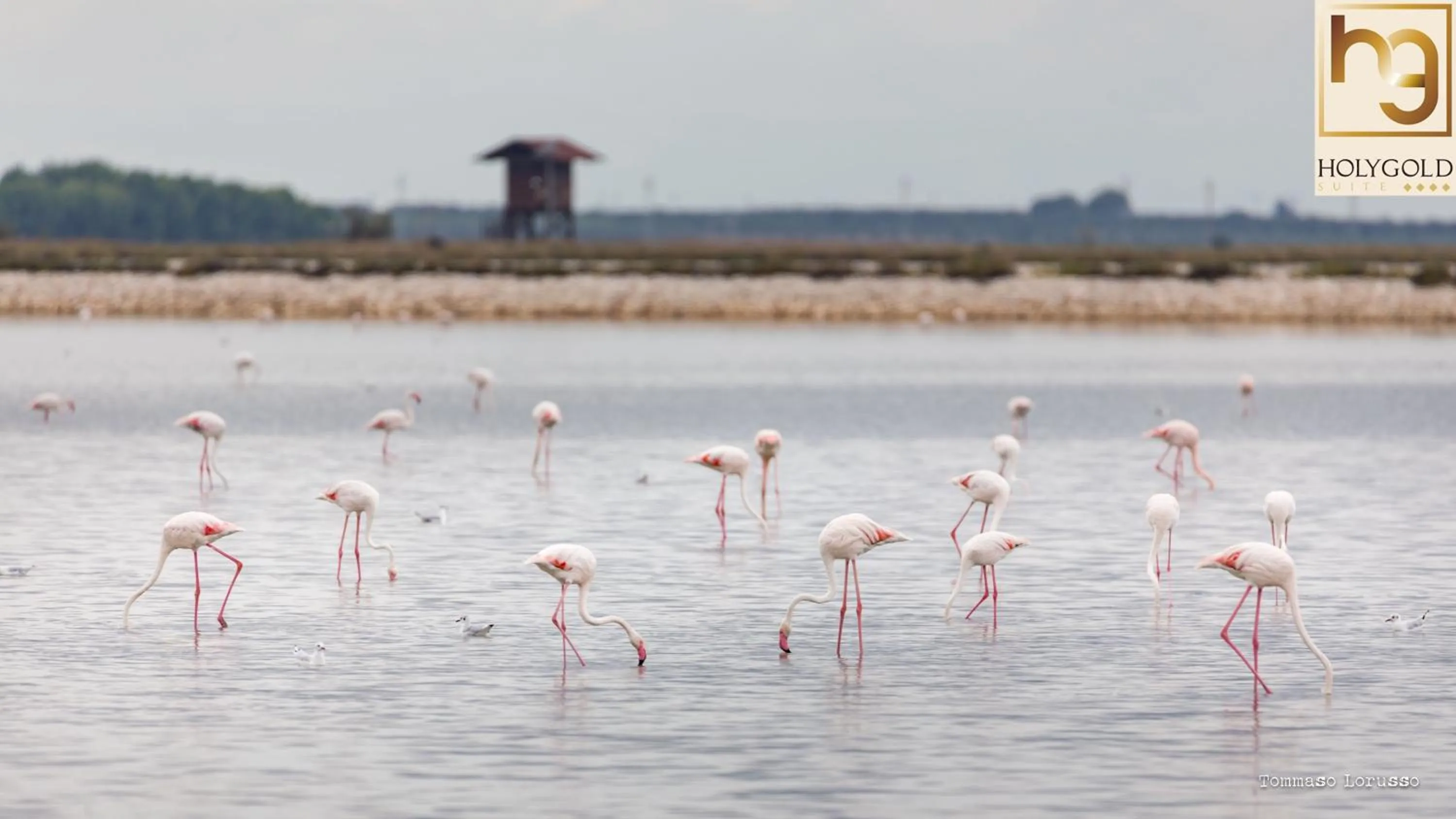 Natural landscape in HOLYGOLD Suite ****