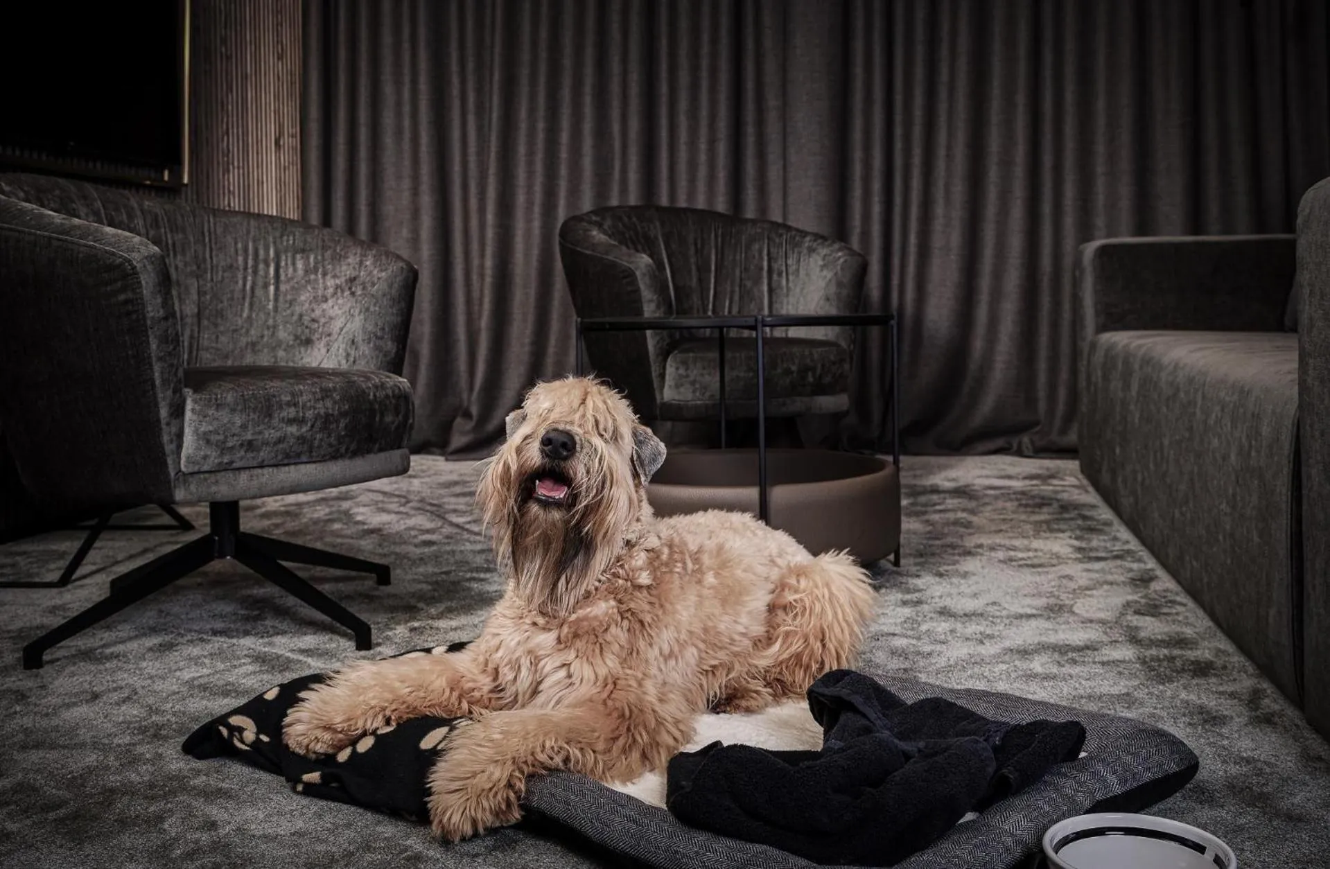 Pets in Amberton Green SPA Druskininkai