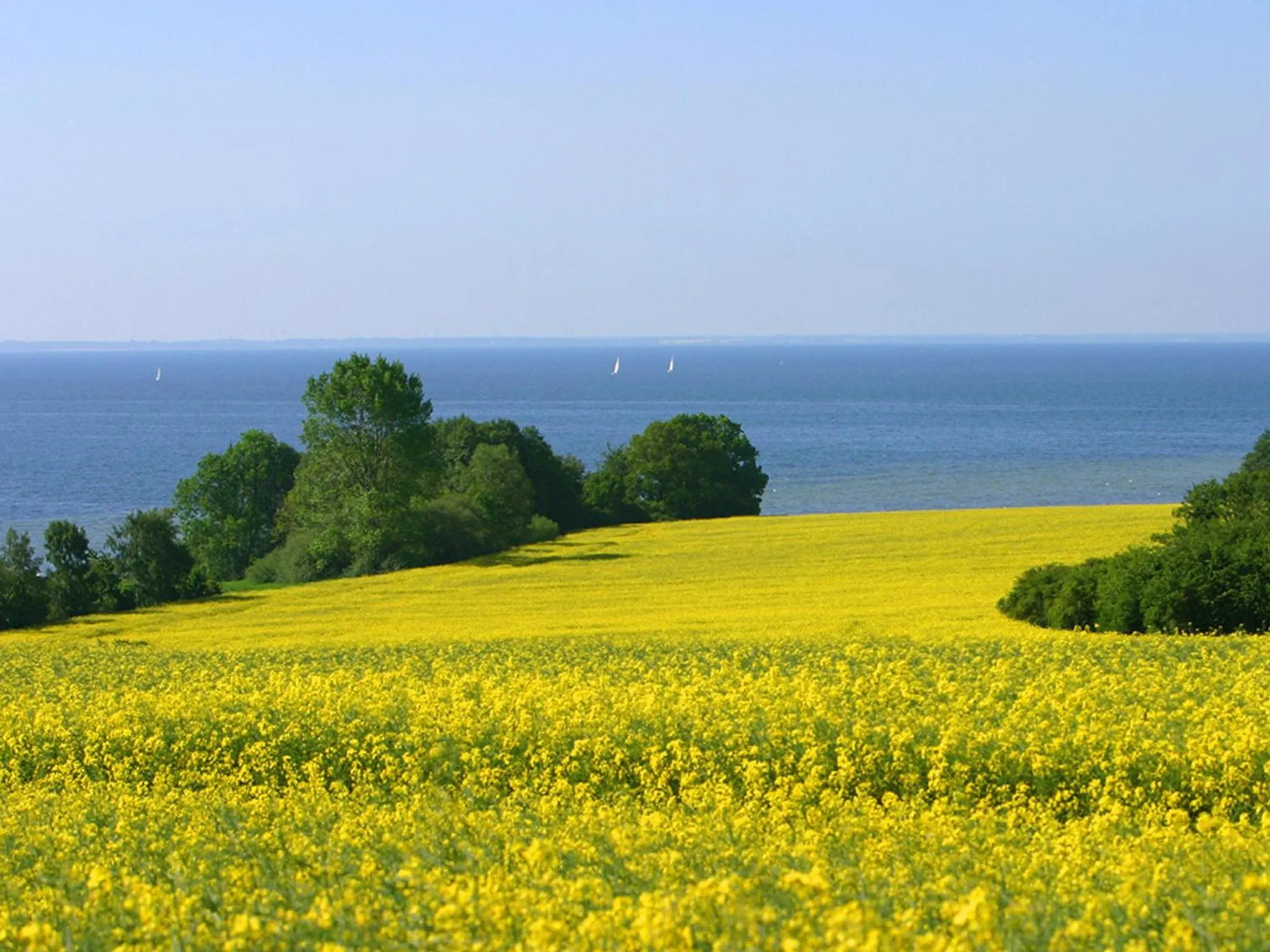 Natural landscape in Aquamaris Strandresidenz Rügen